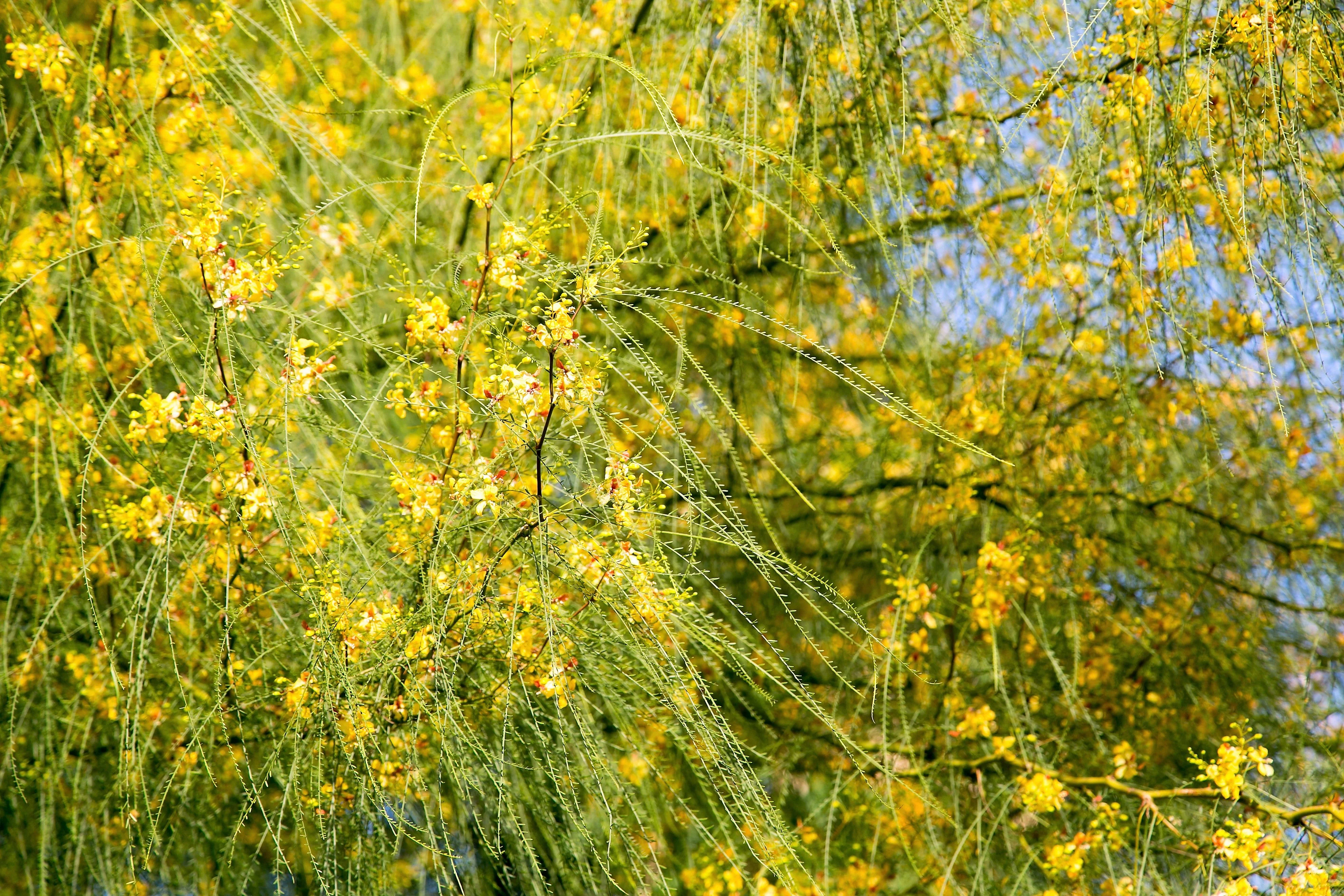 25 JERUSALEM THORN TREE Mexican Palo Verde Parkinsonia Aculeata Yellow & Red Flower Large Shrub Small Tree Legume Seeds - Image 2