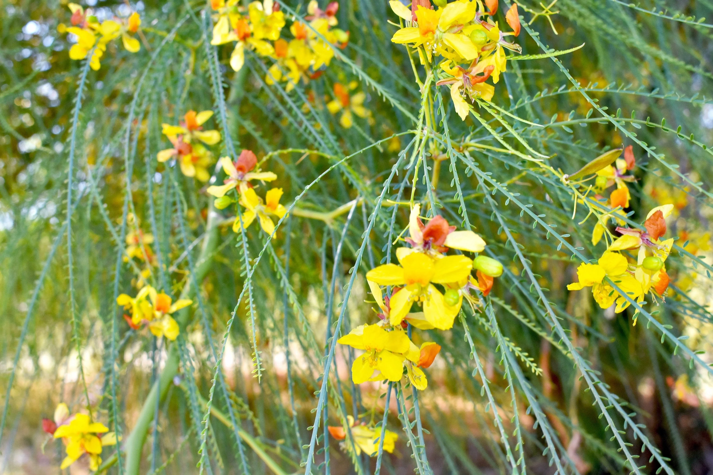 25 JERUSALEM THORN TREE Mexican Palo Verde Parkinsonia Aculeata Yellow & Red Flower Large Shrub Small Tree Legume Seeds - Image 3