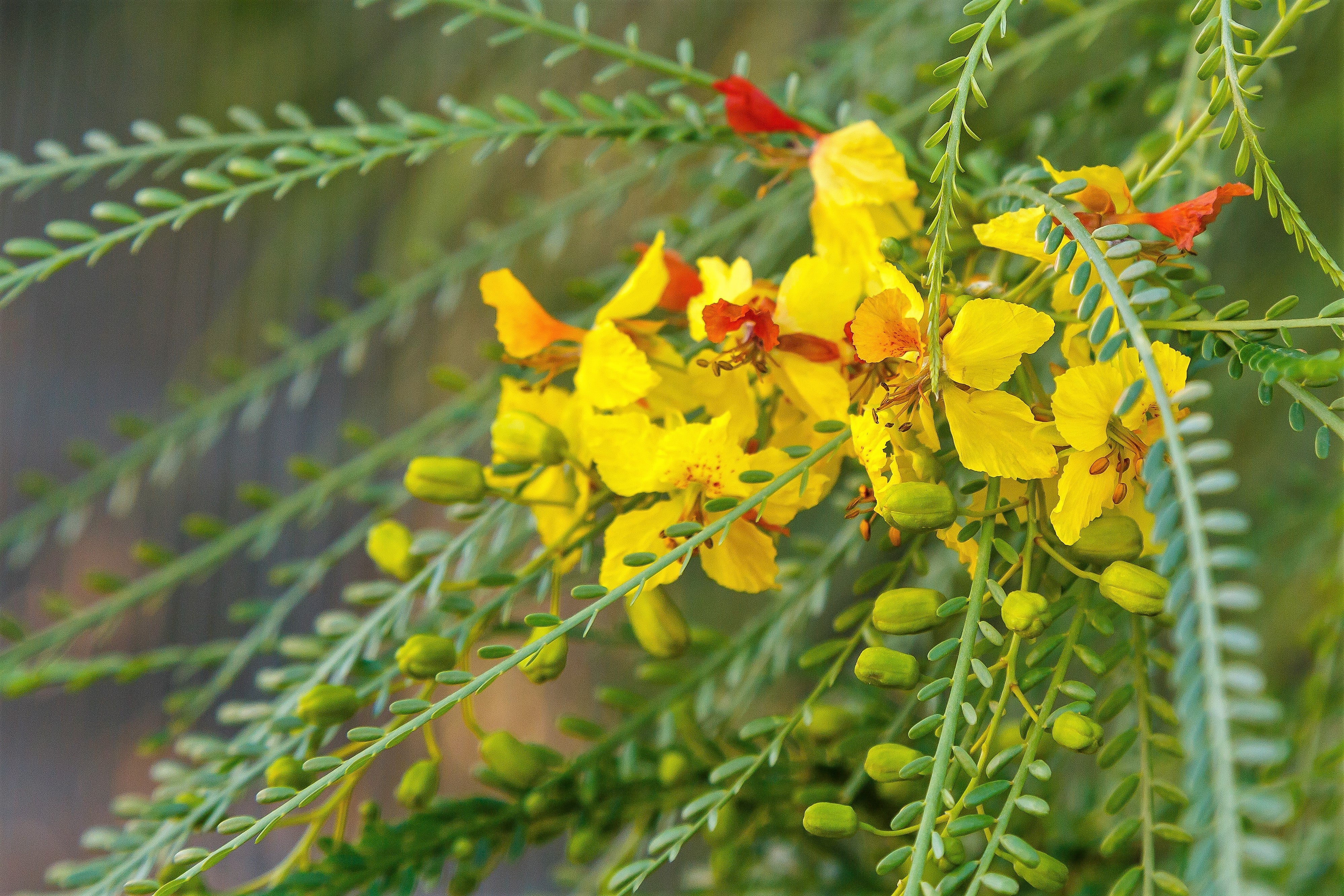 25 JERUSALEM THORN TREE Mexican Palo Verde Parkinsonia Aculeata Yellow & Red Flower Large Shrub Small Tree Legume Seeds - Image 4