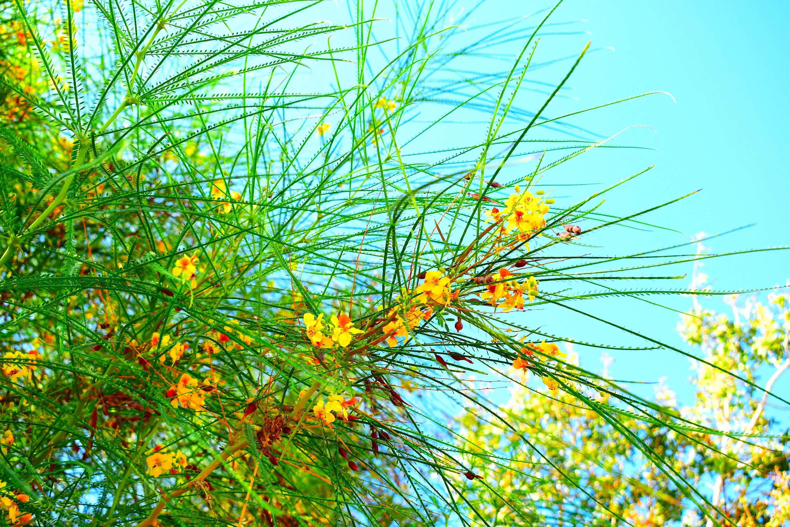 25 JERUSALEM THORN TREE Mexican Palo Verde Parkinsonia Aculeata Yellow & Red Flower Large Shrub Small Tree Legume Seeds - Image 5
