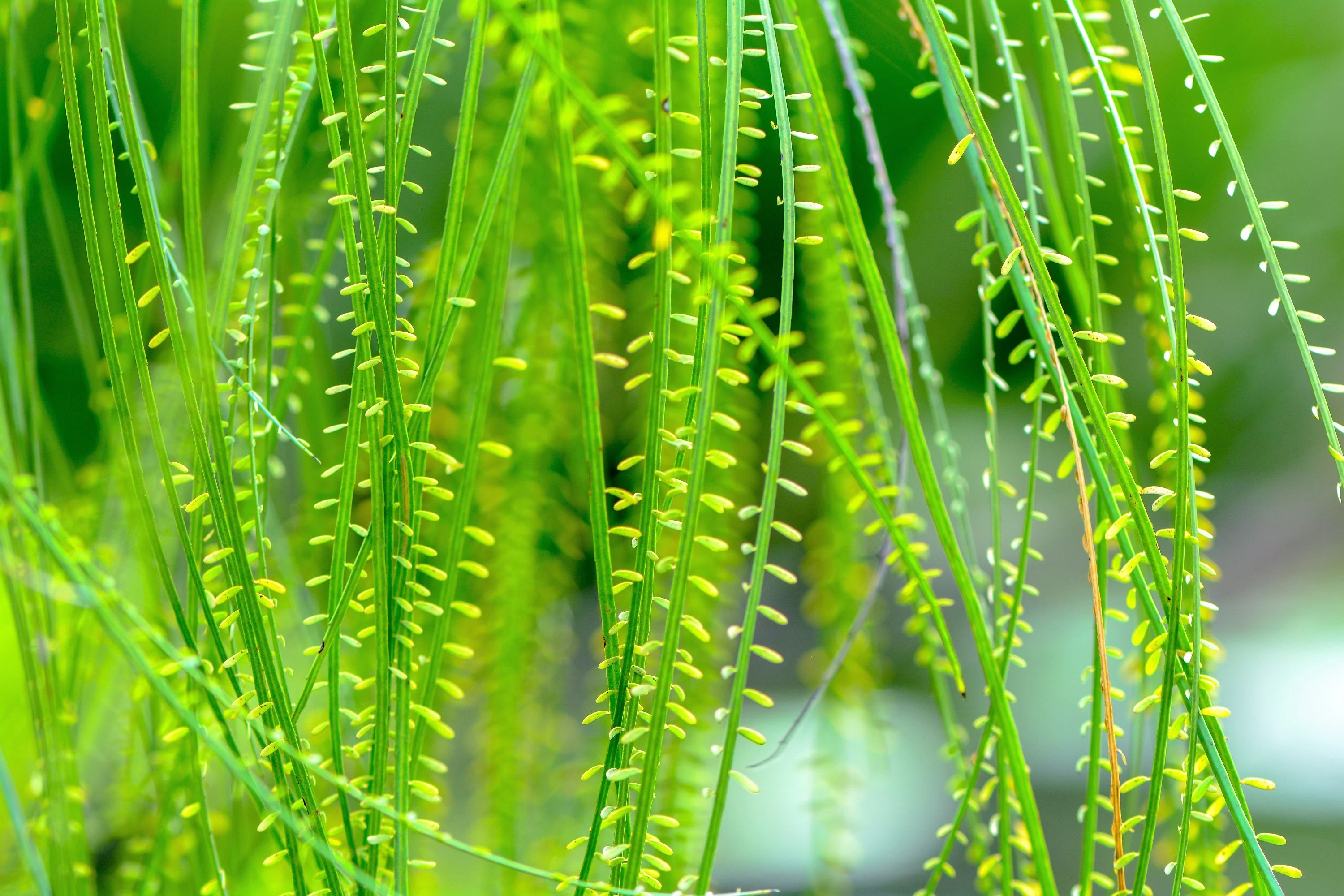 25 JERUSALEM THORN TREE Mexican Palo Verde Parkinsonia Aculeata Yellow & Red Flower Large Shrub Small Tree Legume Seeds - Image 6