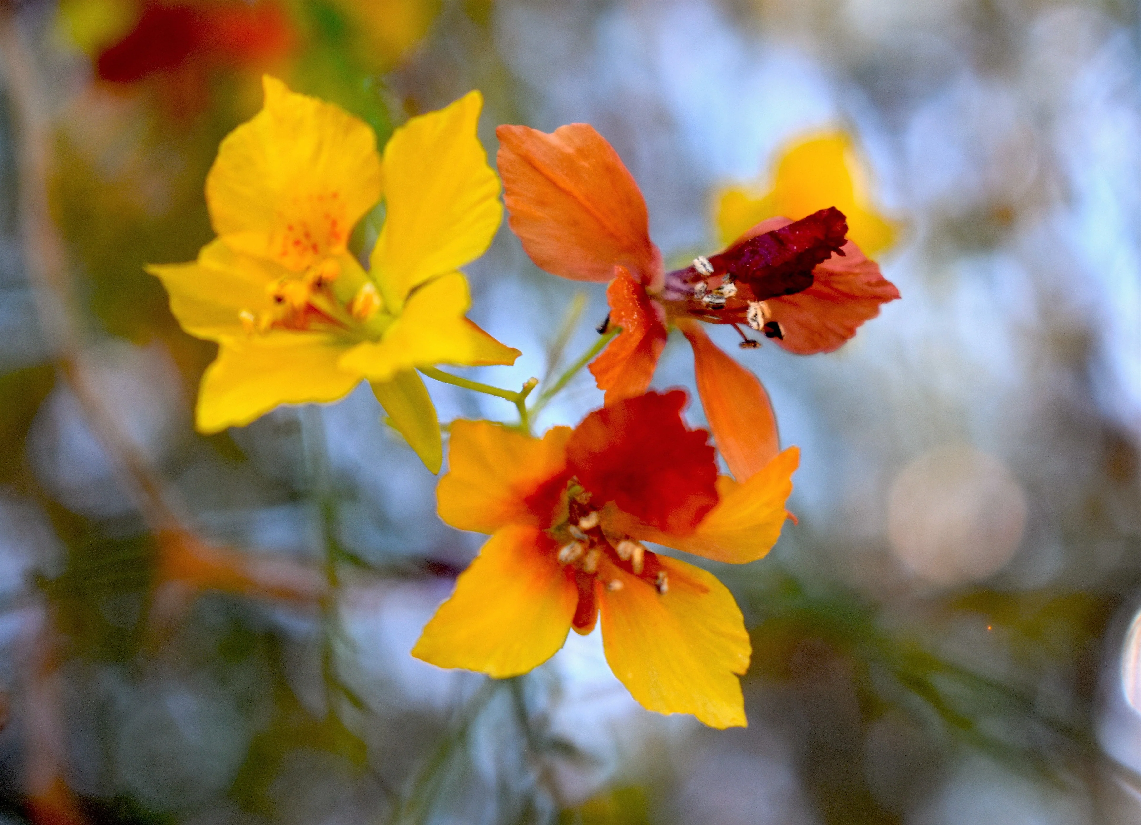 25 JERUSALEM THORN TREE Mexican Palo Verde Parkinsonia Aculeata Yellow & Red Flower Large Shrub Small Tree Legume Seeds - Image 7