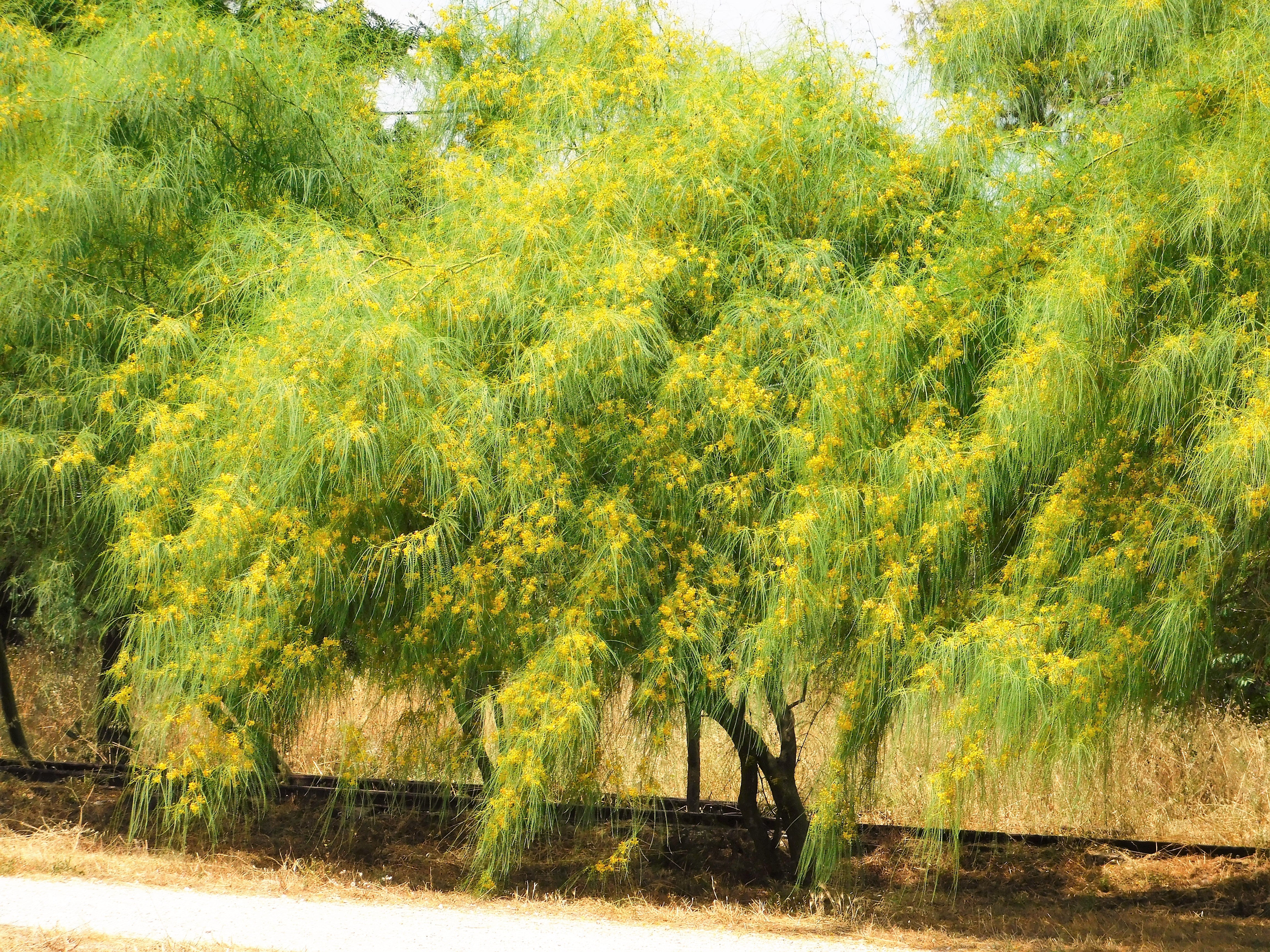 25 JERUSALEM THORN TREE Mexican Palo Verde Parkinsonia Aculeata Yellow & Red Flower Large Shrub Small Tree Legume Seeds - Image 8