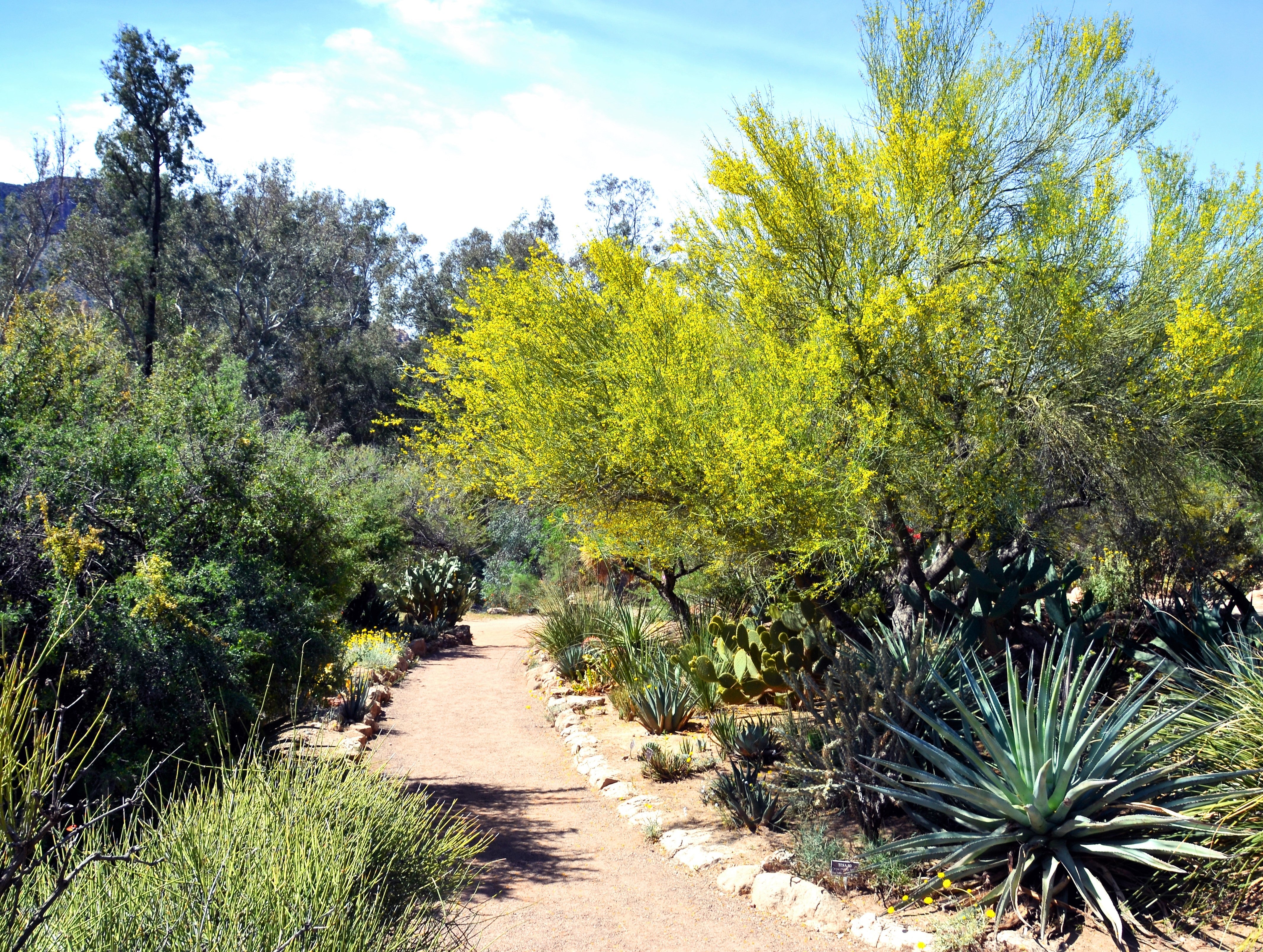 25 JERUSALEM THORN TREE Mexican Palo Verde Parkinsonia Aculeata Yellow & Red Flower Large Shrub Small Tree Legume Seeds - Image 9