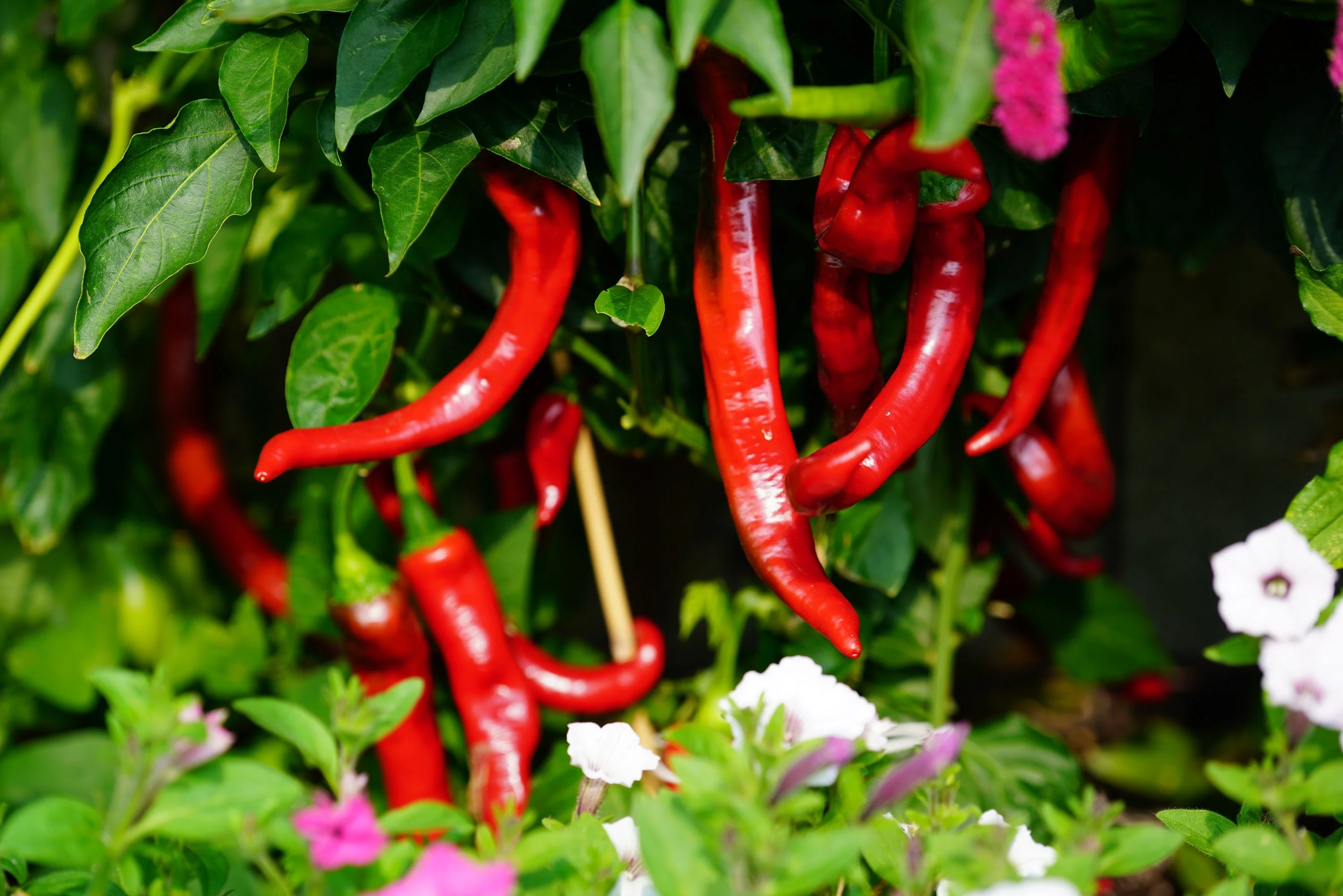 25 JIMMY NARDELLO PEPPER Sweet Red Italian Capsicum Annuum Vegetable Seeds - Image 4