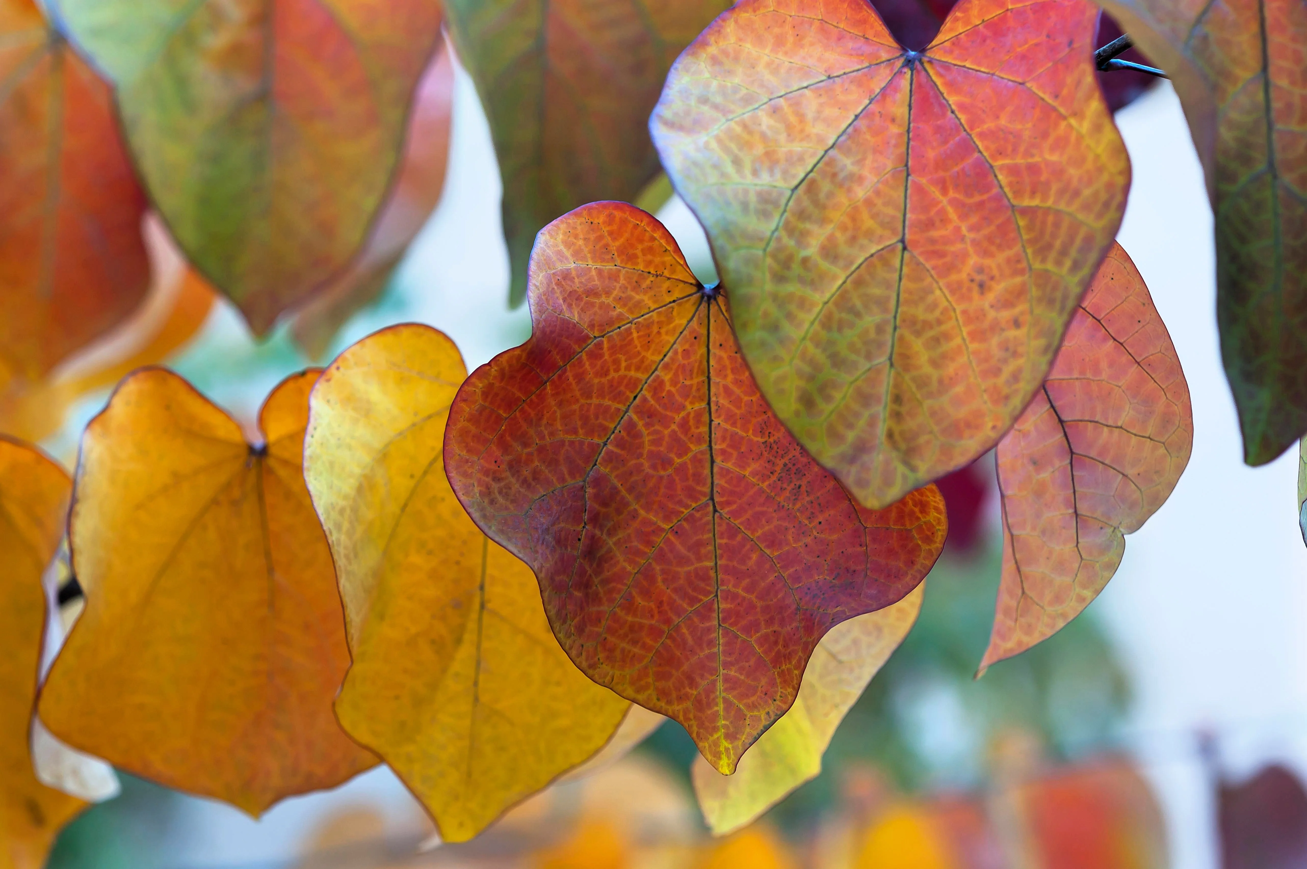 25 JUDAS TREE European Redbud Love Tree Cercis Siliquastrum Pink Purple Flower Seeds - Image 2