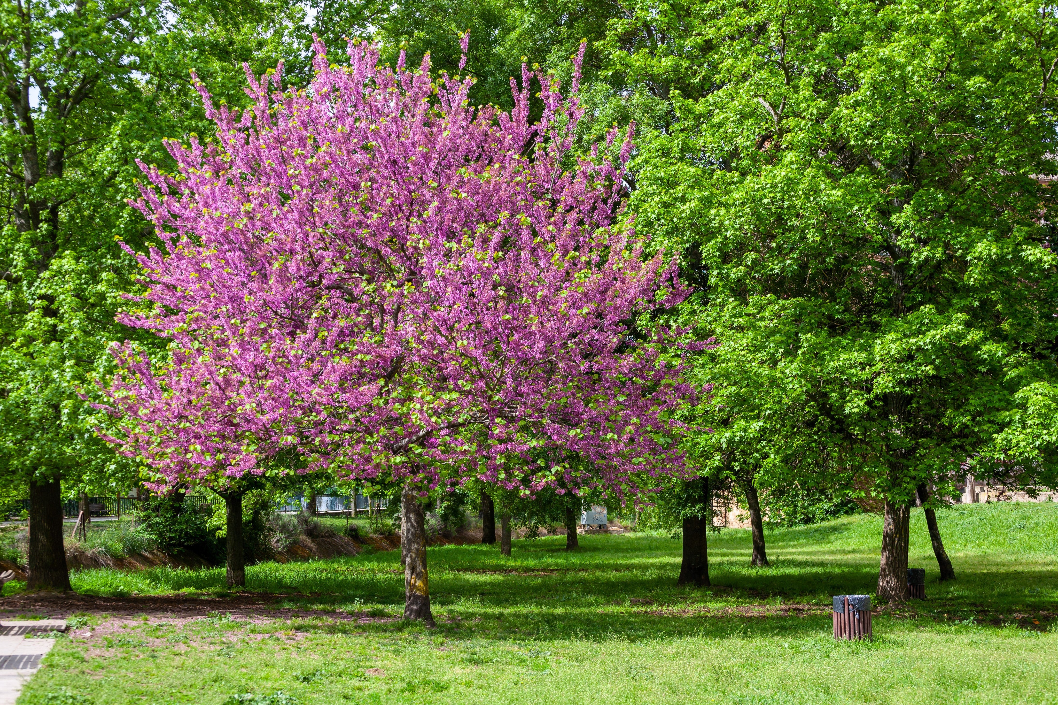 25 JUDAS TREE European Redbud Love Tree Cercis Siliquastrum Pink Purple Flower Seeds - Image 3