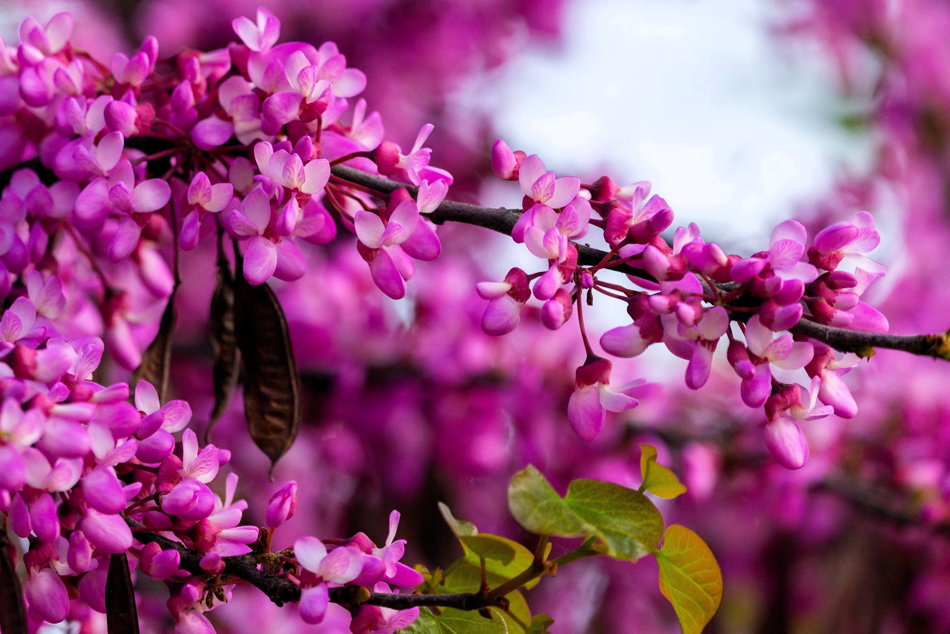 25 JUDAS TREE European Redbud Love Tree Cercis Siliquastrum Pink Purple Flower Seeds - Image 4