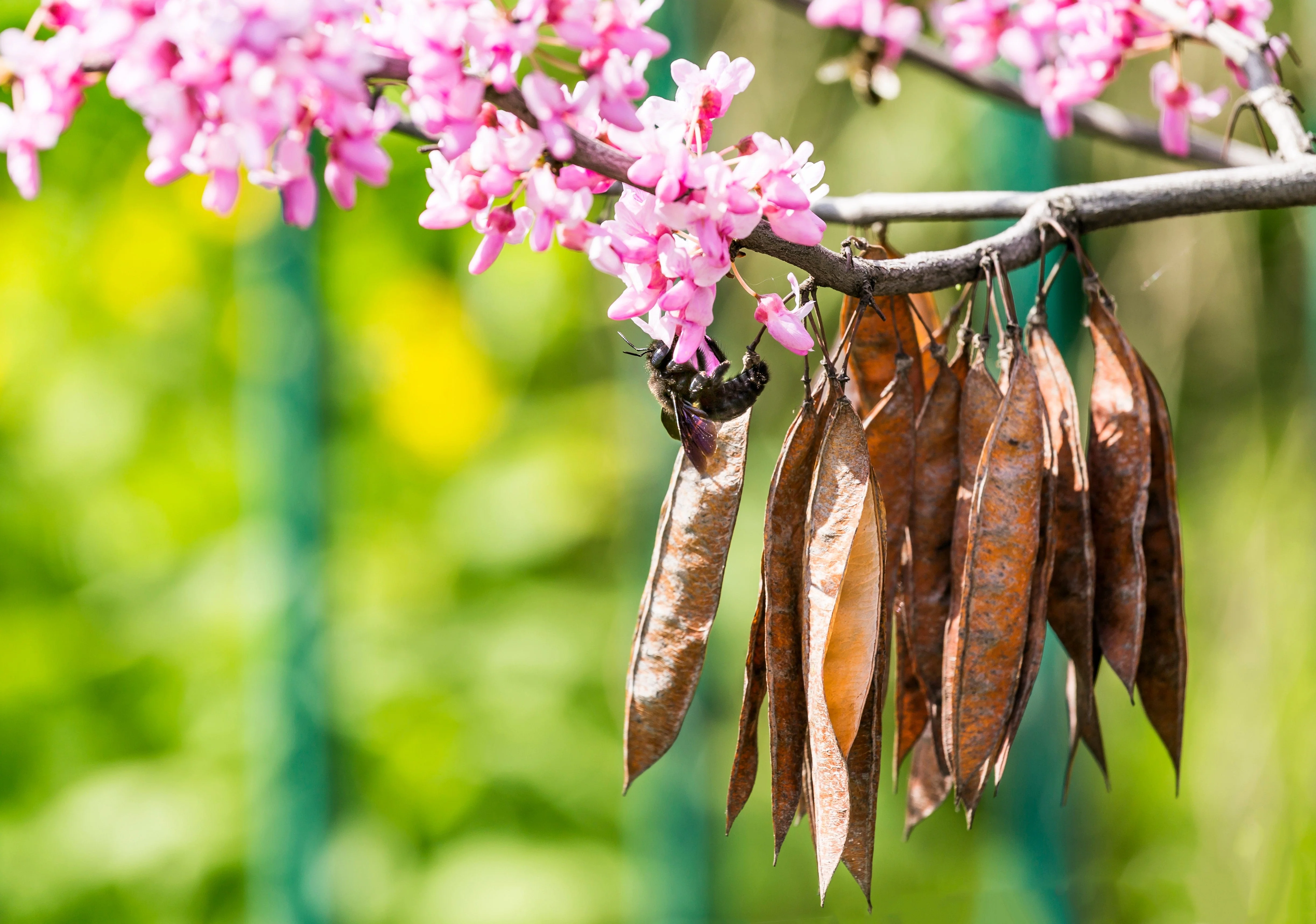 25 JUDAS TREE European Redbud Love Tree Cercis Siliquastrum Pink Purple Flower Seeds - Image 5