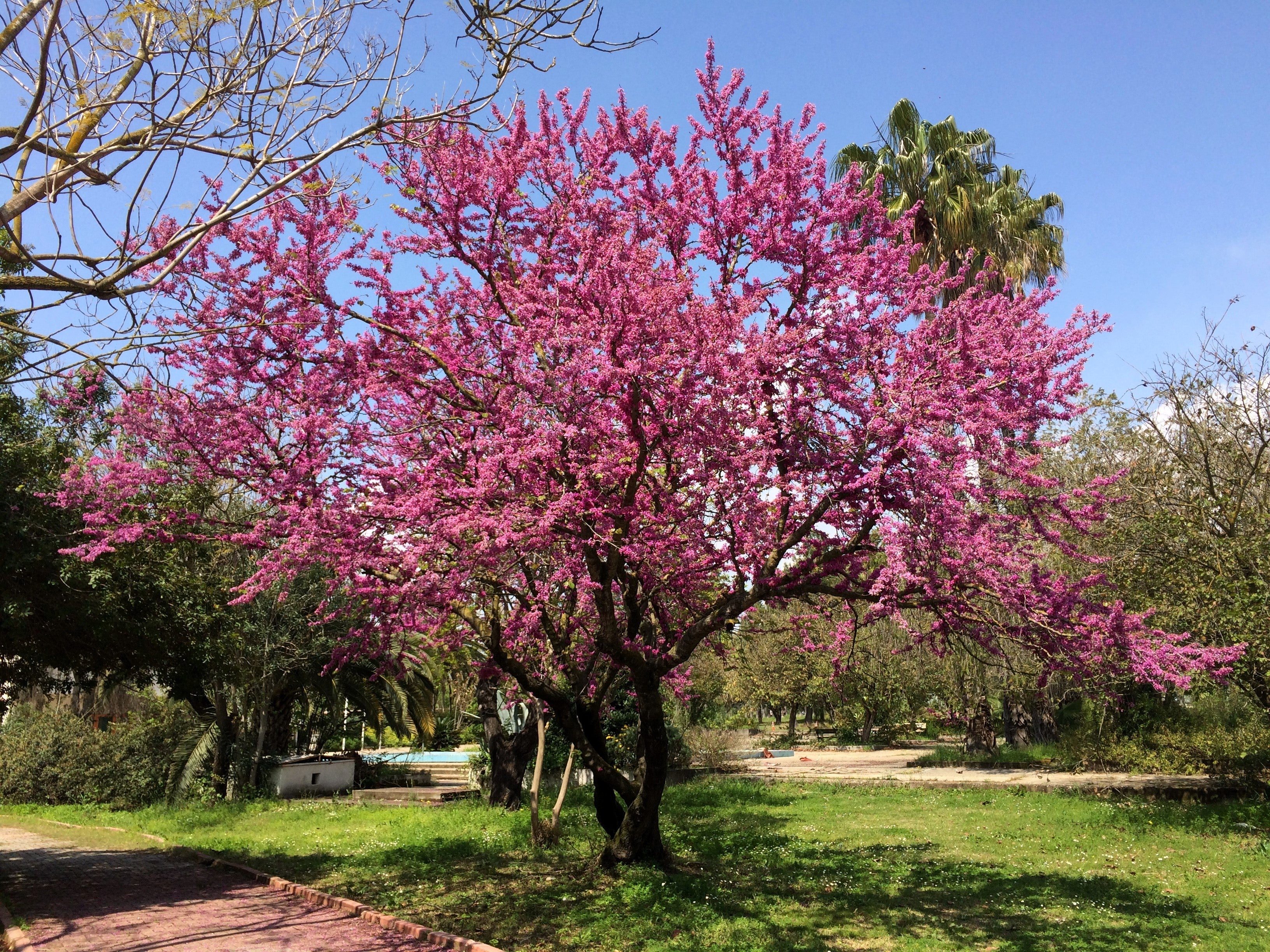 25 JUDAS TREE European Redbud Love Tree Cercis Siliquastrum Pink Purple Flower Seeds - Image 6