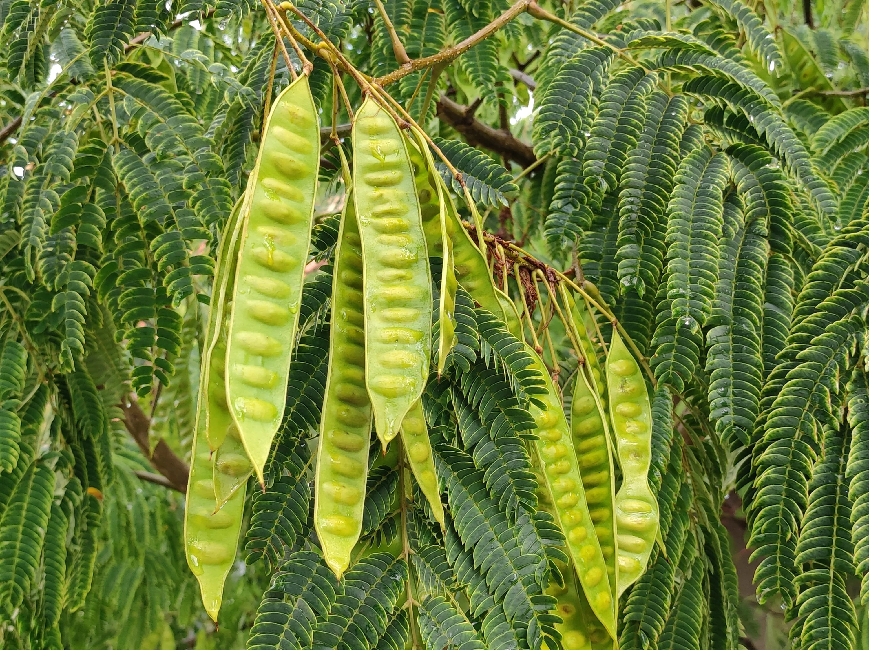 25 MIMOSA / Persian SILK TREE Albizia Julibrissin Seeds - Image 10
