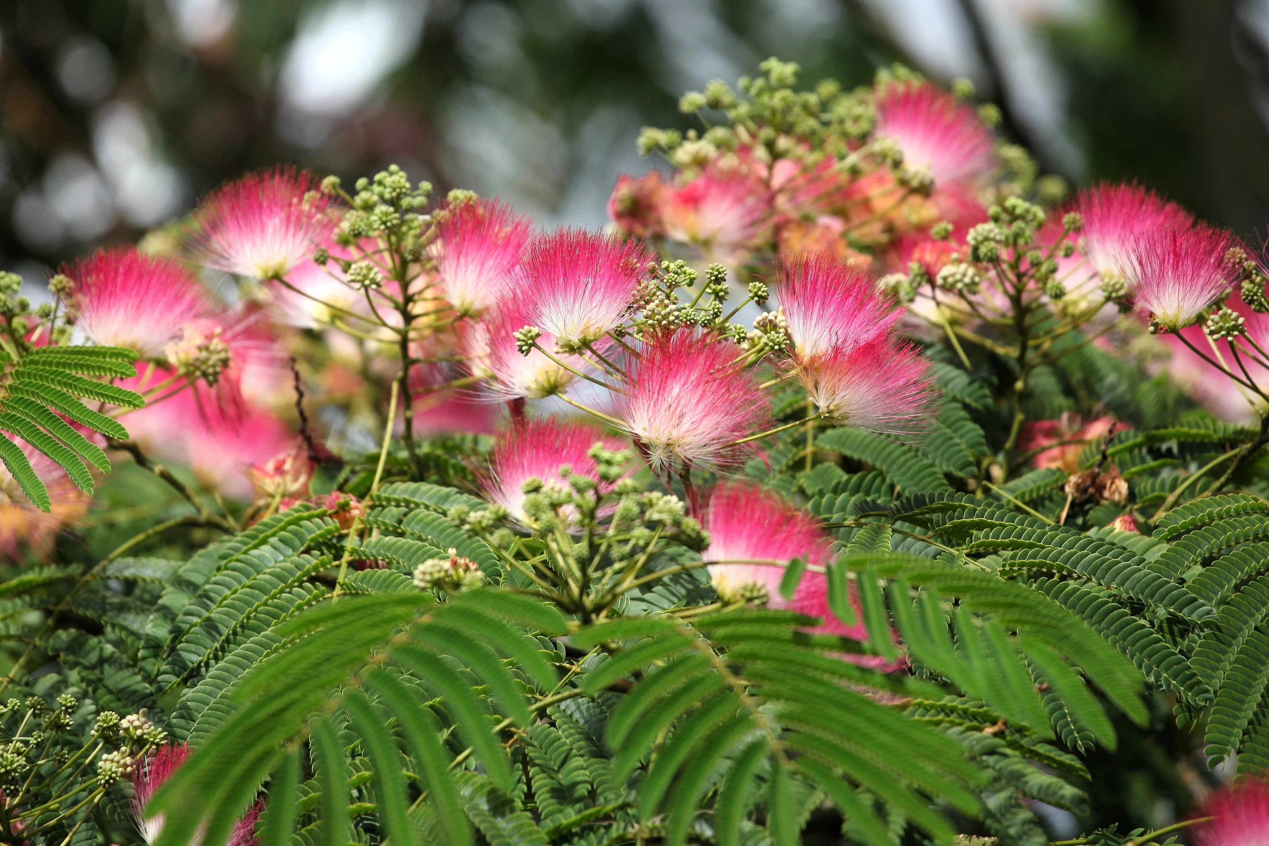 25 MIMOSA / Persian SILK TREE Albizia Julibrissin Seeds - Image 2