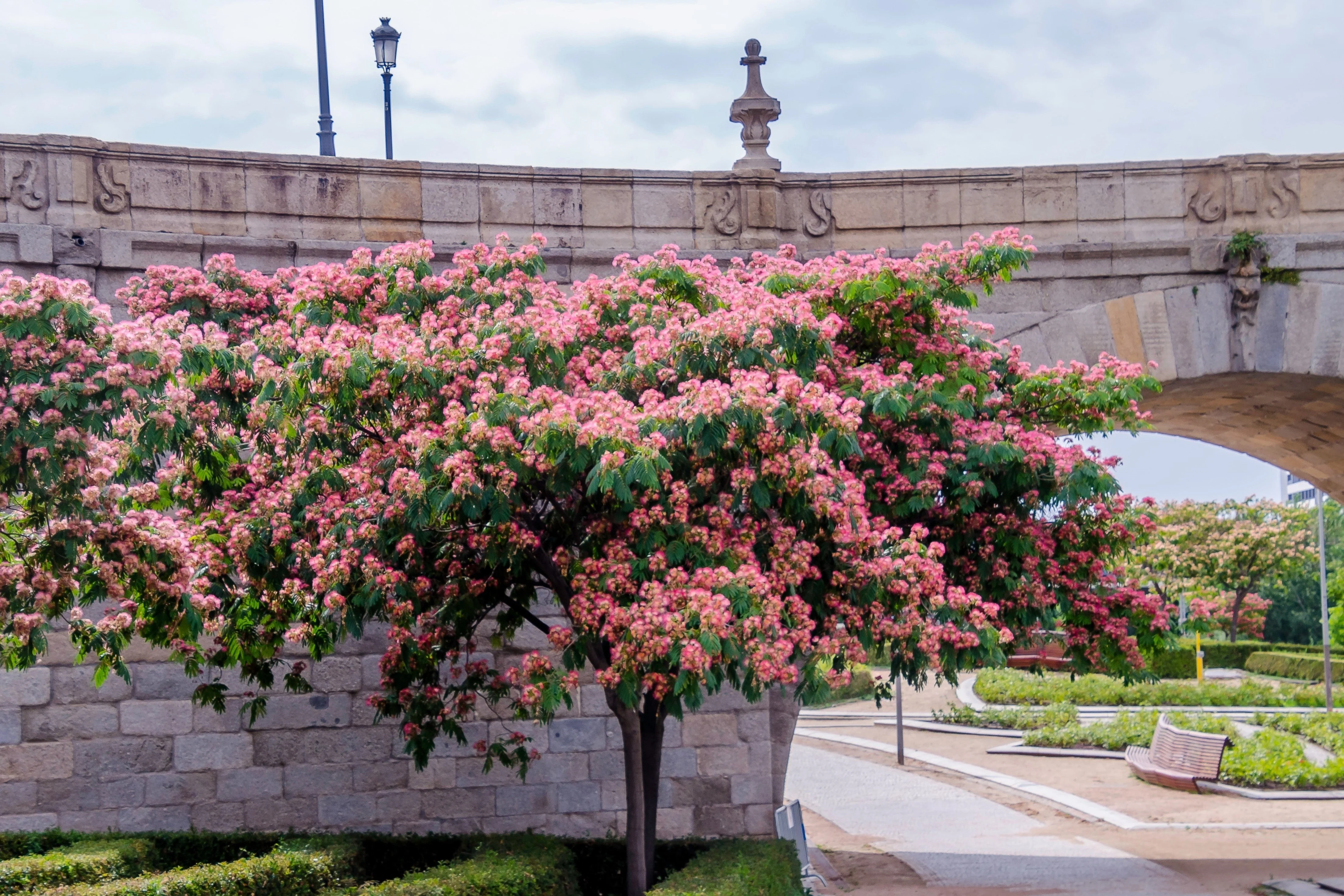 25 MIMOSA / Persian SILK TREE Albizia Julibrissin Seeds - Image 3
