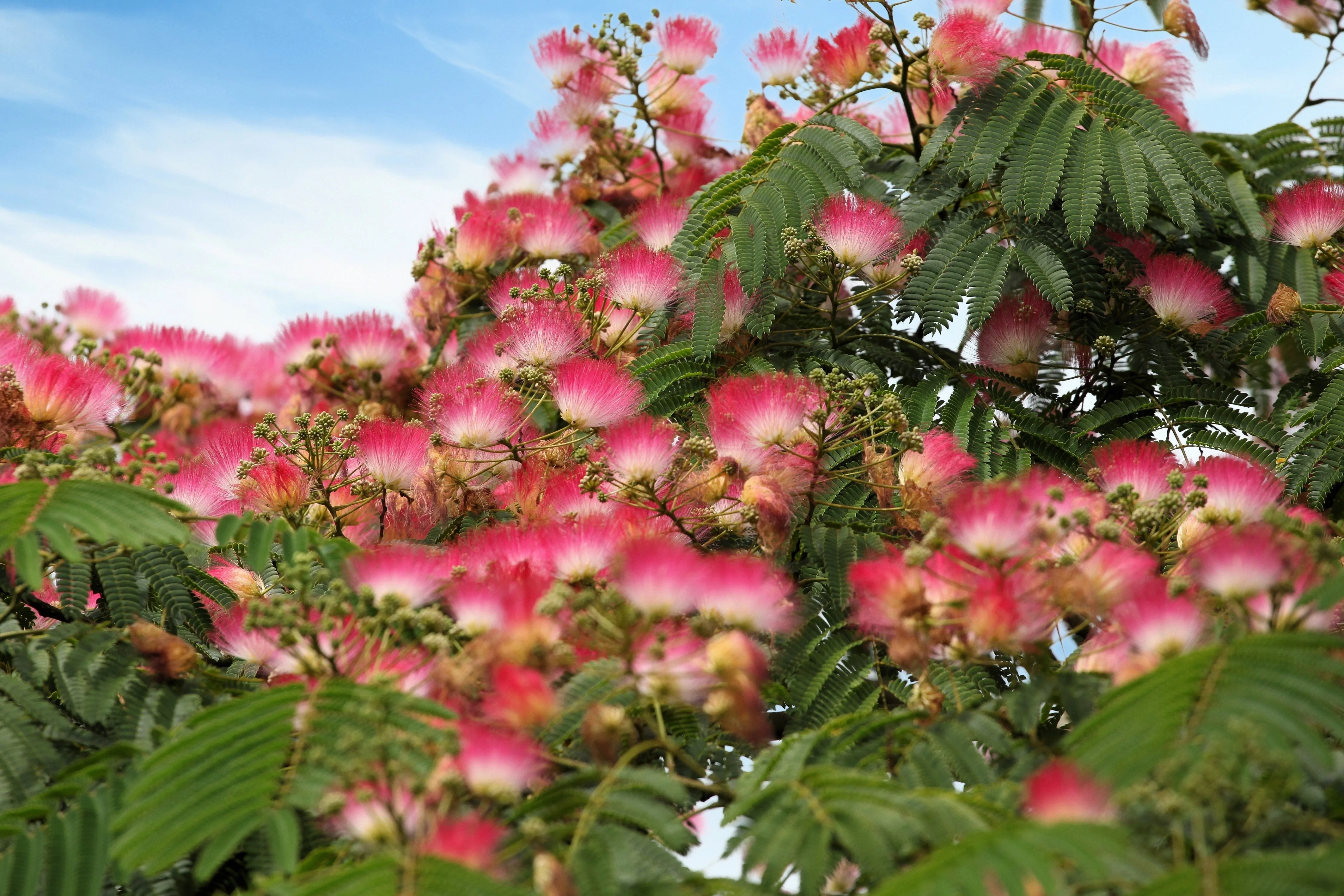 25 MIMOSA / Persian SILK TREE Albizia Julibrissin Seeds - Image 4