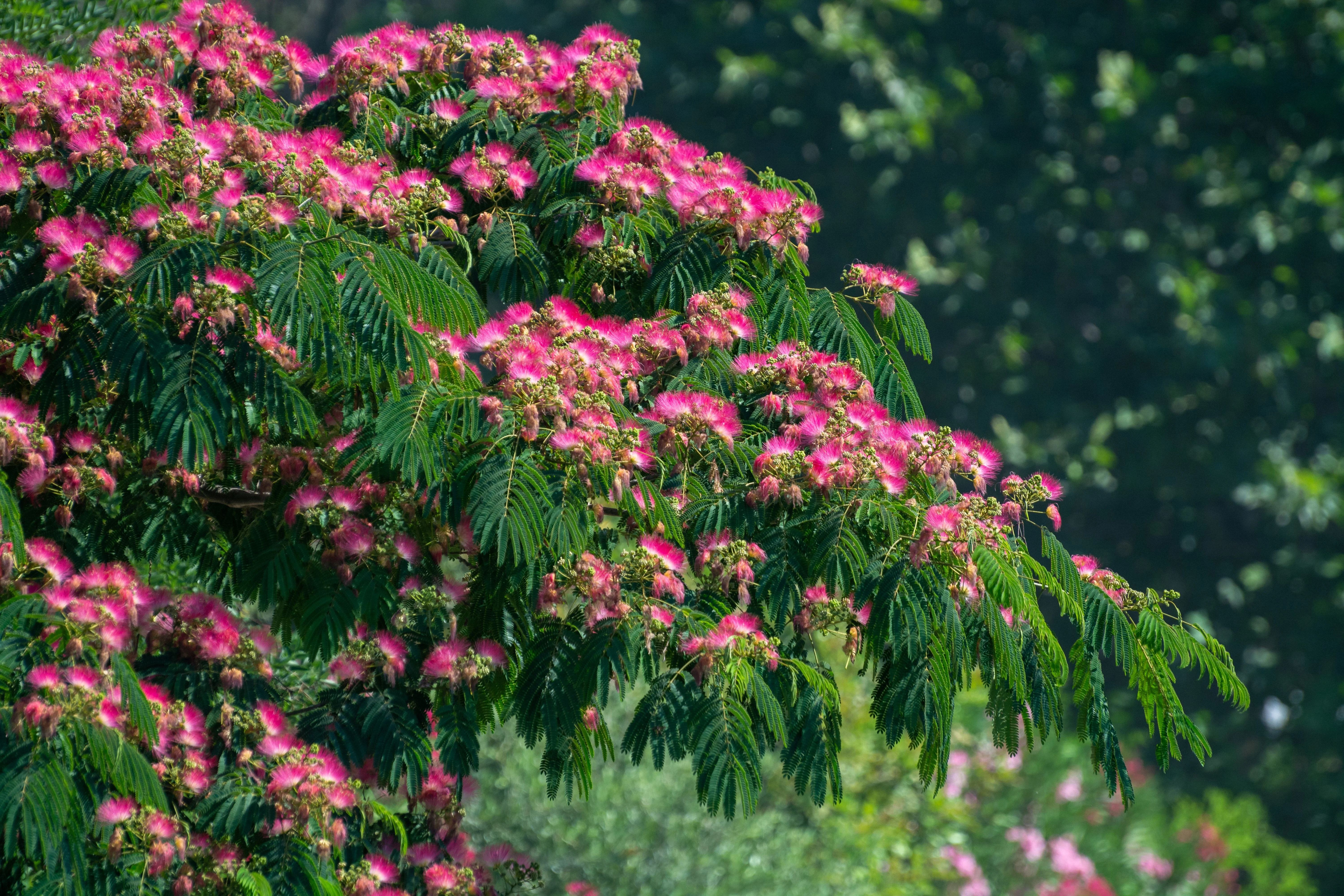 25 MIMOSA / Persian SILK TREE Albizia Julibrissin Seeds - Image 5