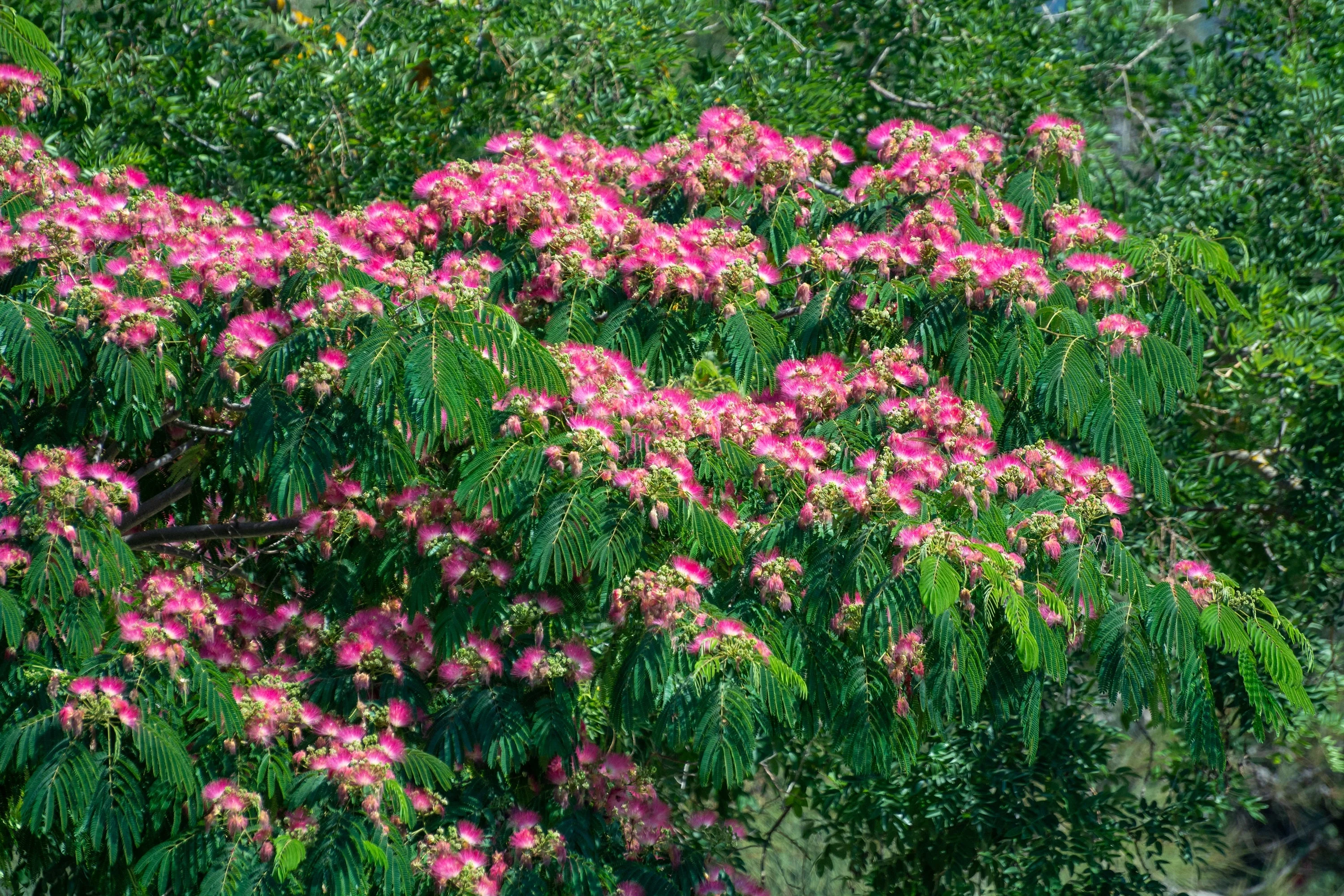 25 MIMOSA / Persian SILK TREE Albizia Julibrissin Seeds - Image 6