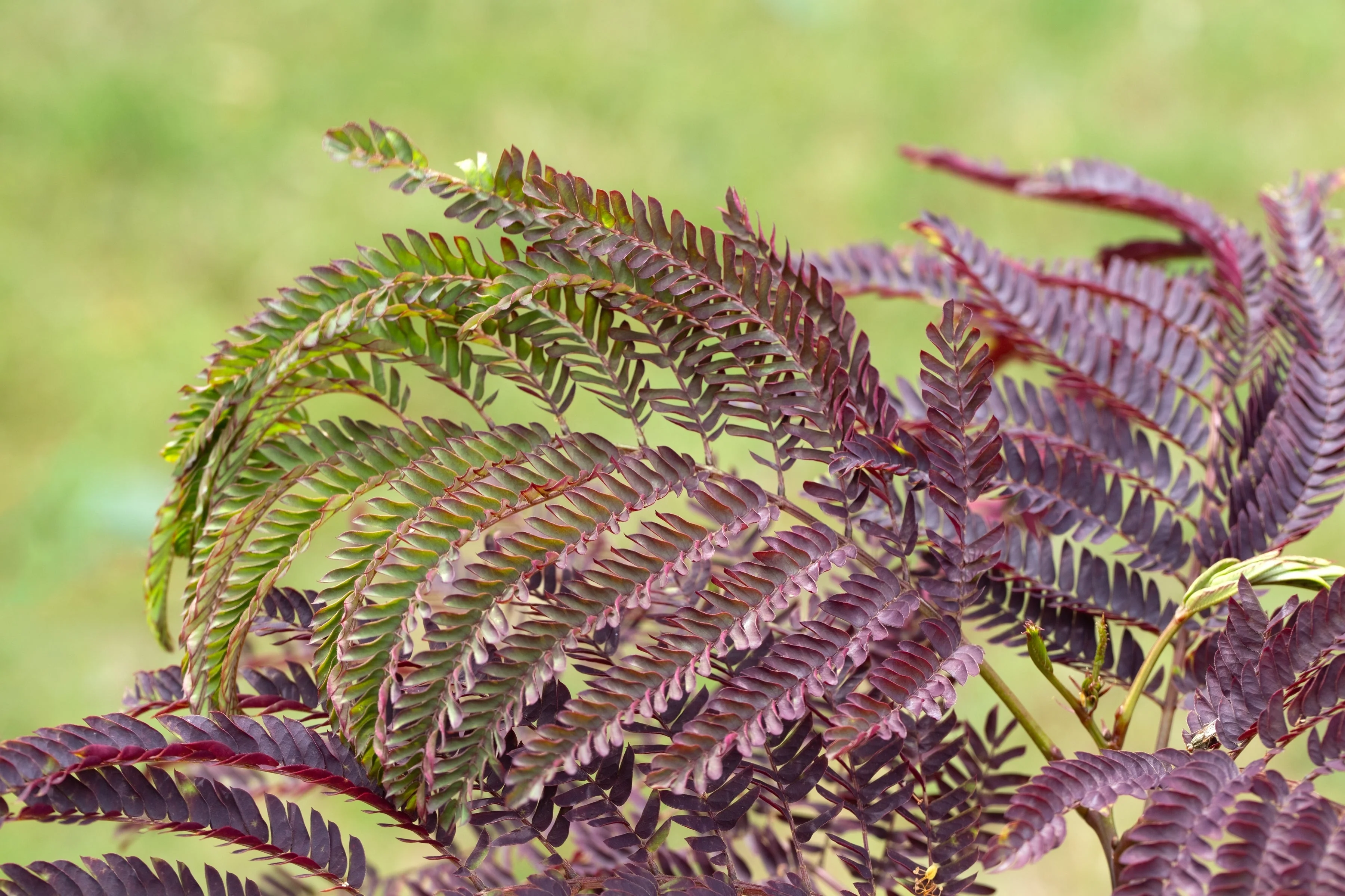 25 MIMOSA / Persian SILK TREE Albizia Julibrissin Seeds - Image 7