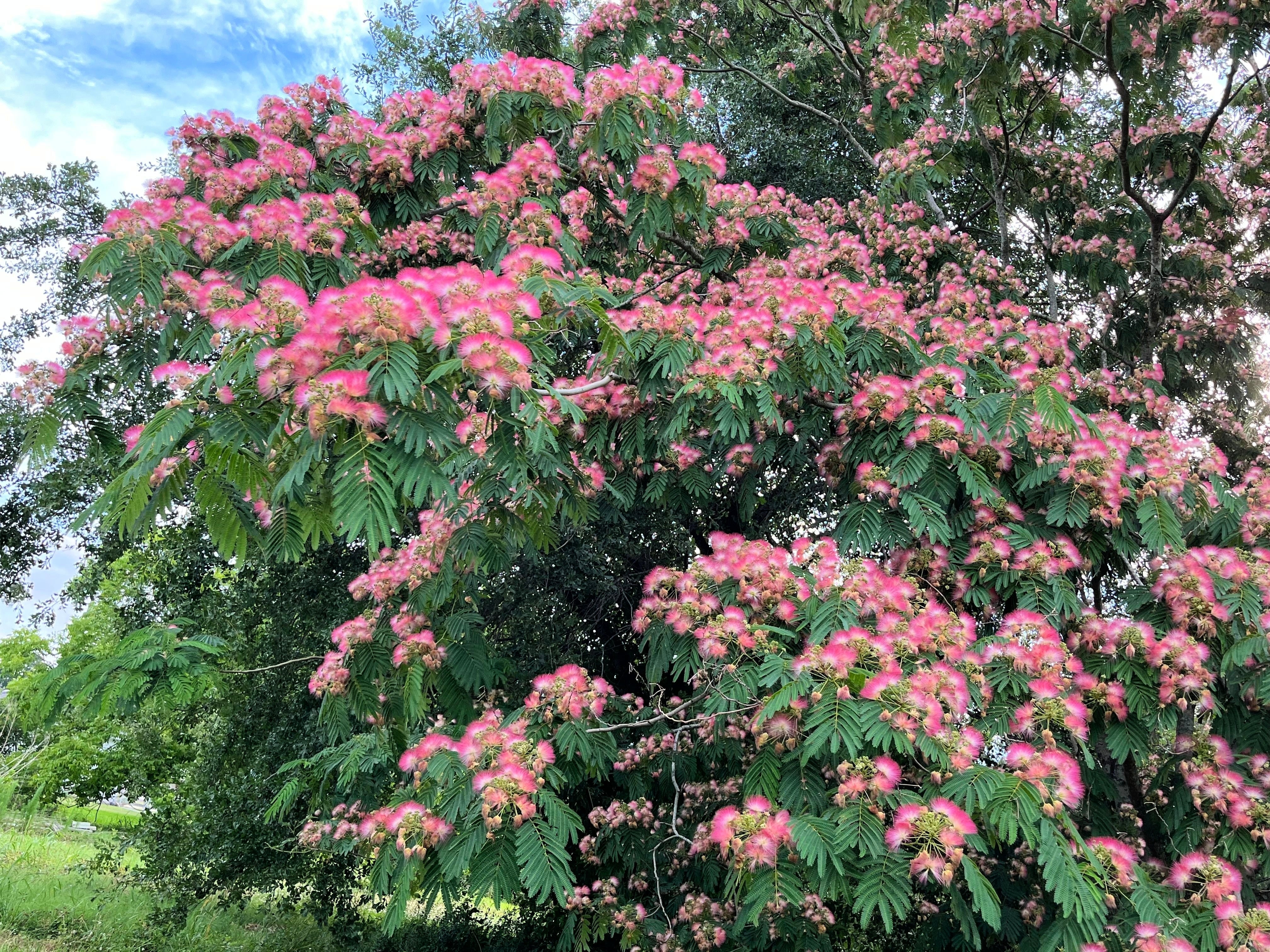 25 MIMOSA / Persian SILK TREE Albizia Julibrissin Seeds - Image 8
