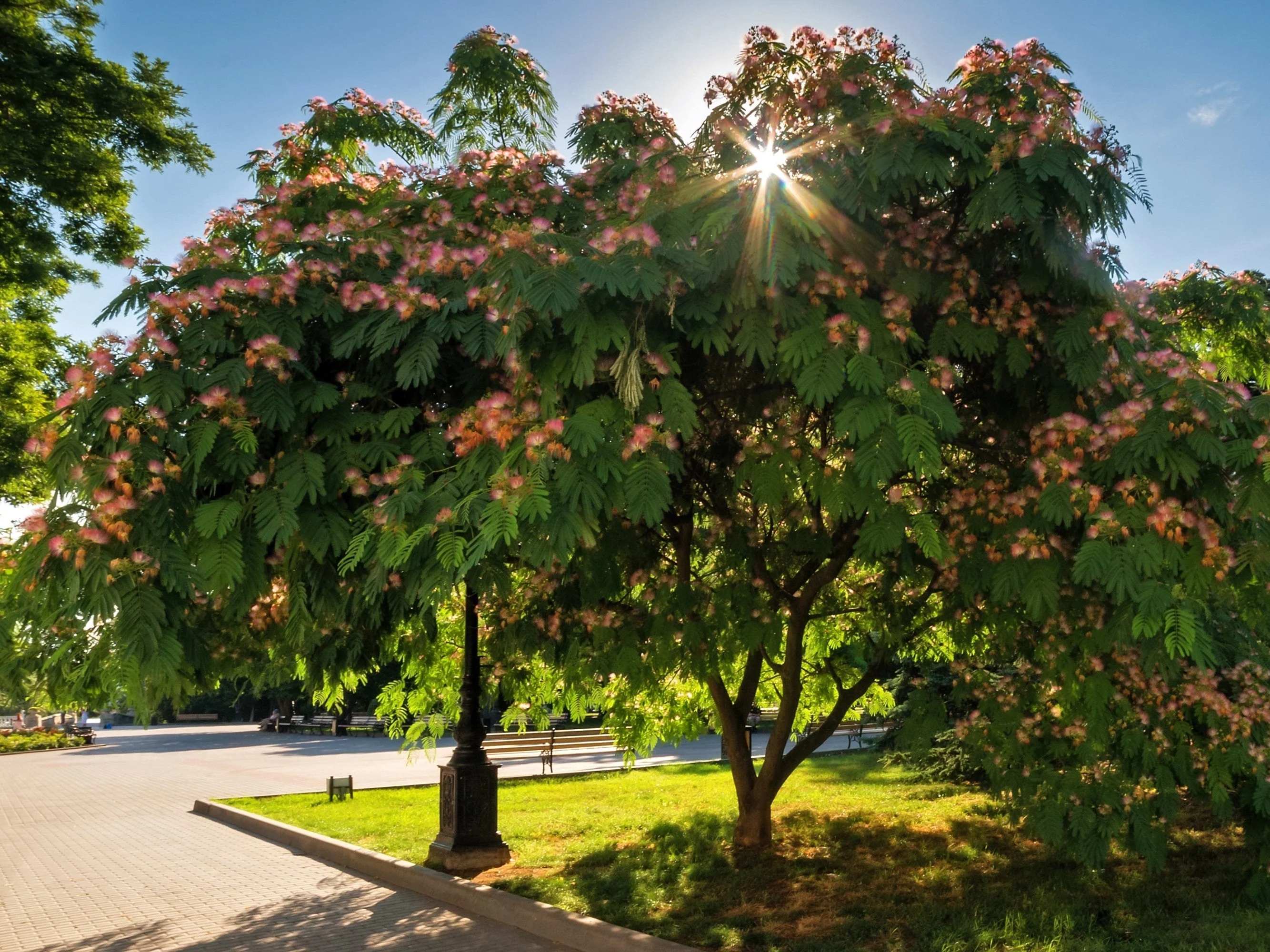 25 MIMOSA / Persian SILK TREE Albizia Julibrissin Seeds - Image 9