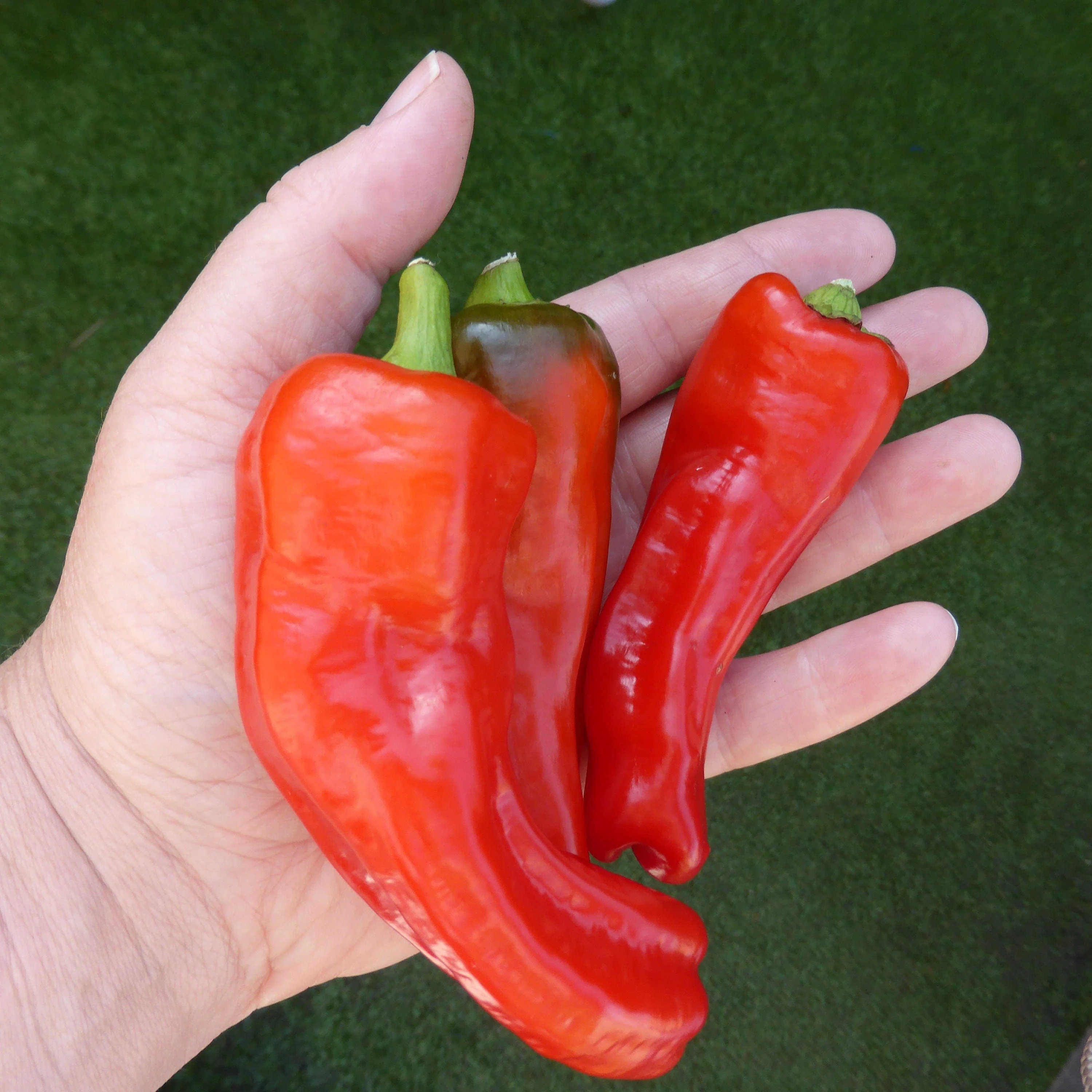 25 Organic GIANT SZEGEDI PEPPER Capsicum Annuum Hungarian Sweet Paprika / Tapered Bell White Yellow Orange Red Seeds - Image 4