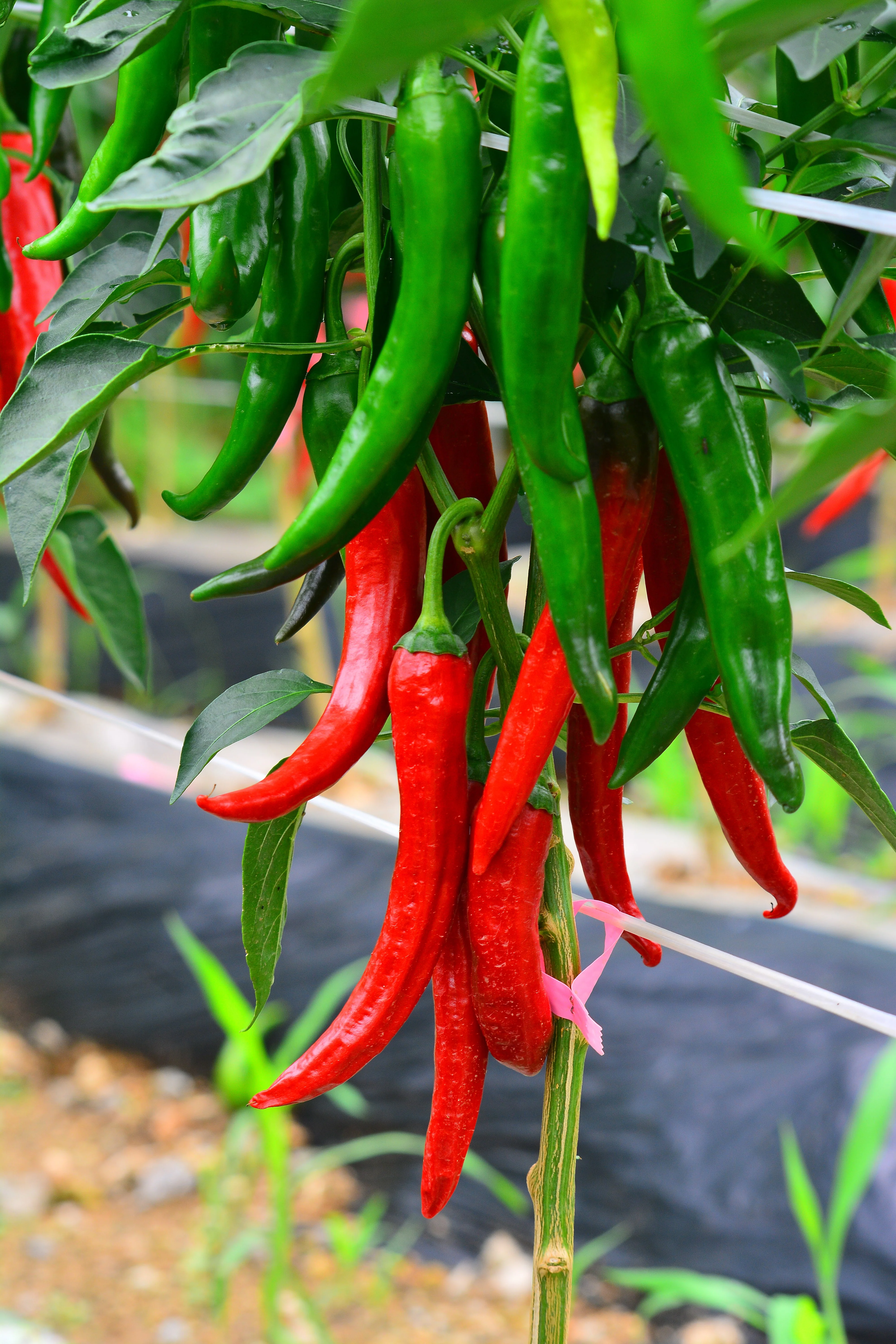 25 Organic KOREAN Dark GREEN PEPPER Lady Han Hot Chili Long Red Capsicum Annuum Seeds - Image 12