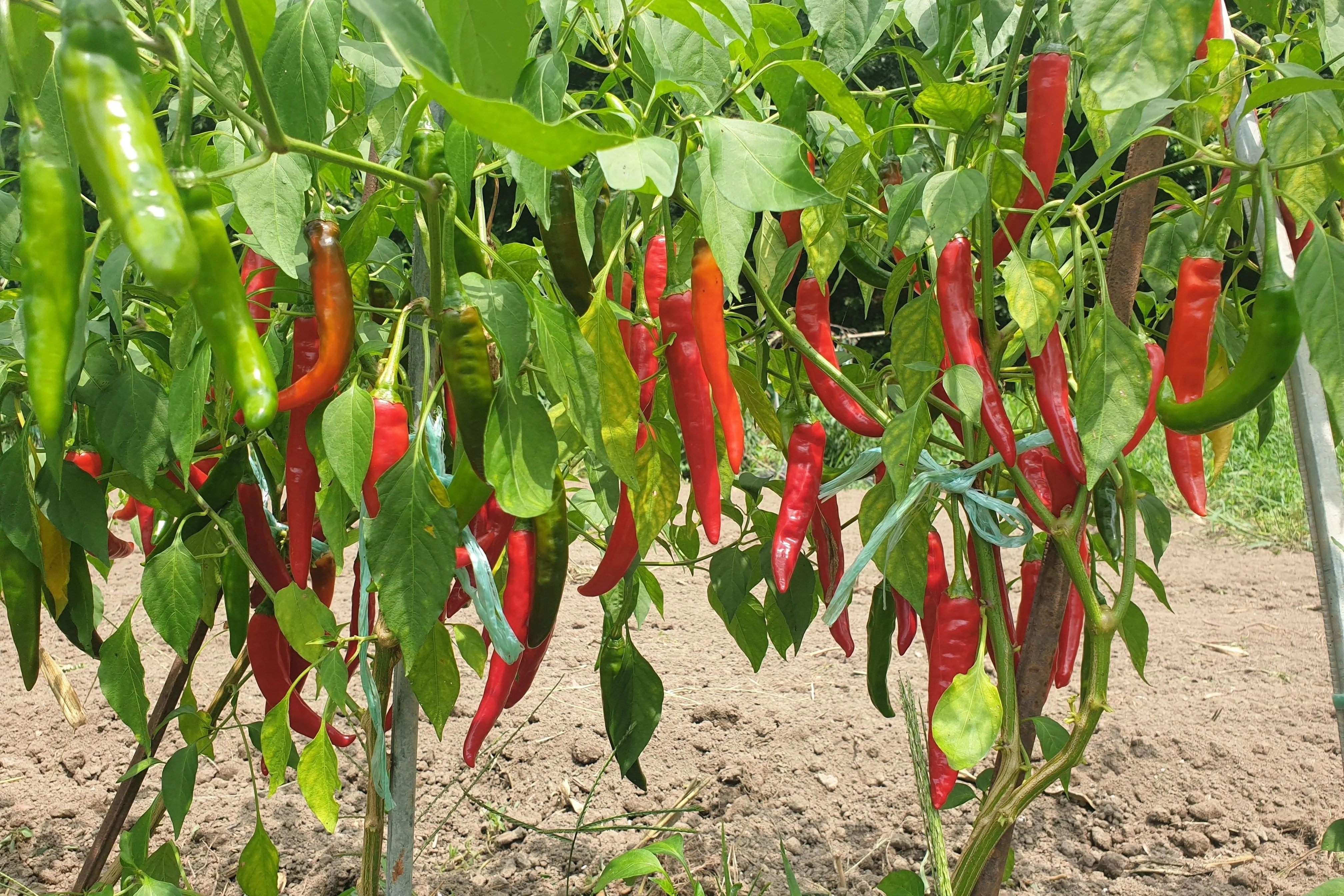 25 Organic KOREAN Dark GREEN PEPPER Lady Han Hot Chili Long Red Capsicum Annuum Seeds - Image 3