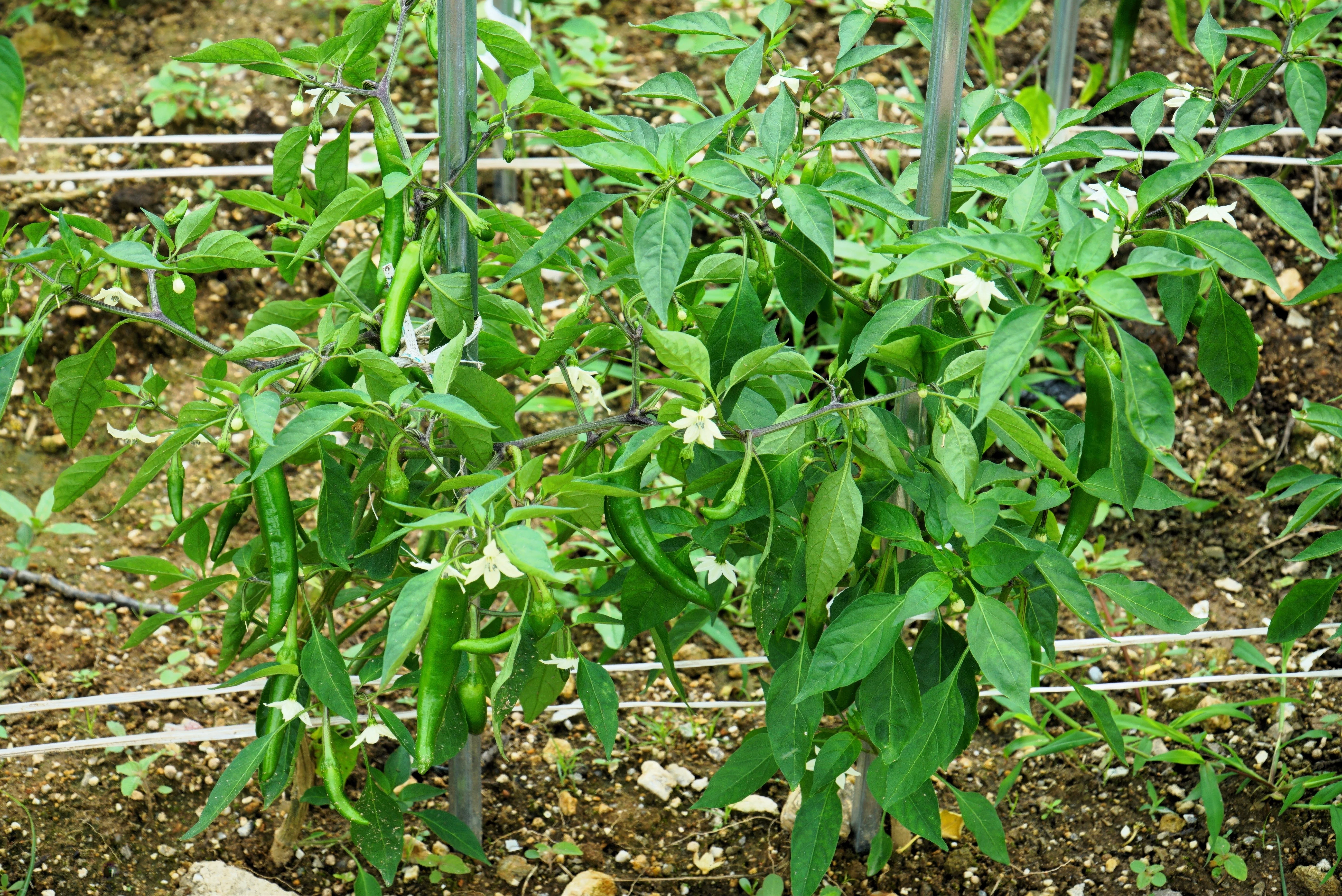 25 Organic KOREAN Dark GREEN PEPPER Lady Han Hot Chili Long Red Capsicum Annuum Seeds - Image 4