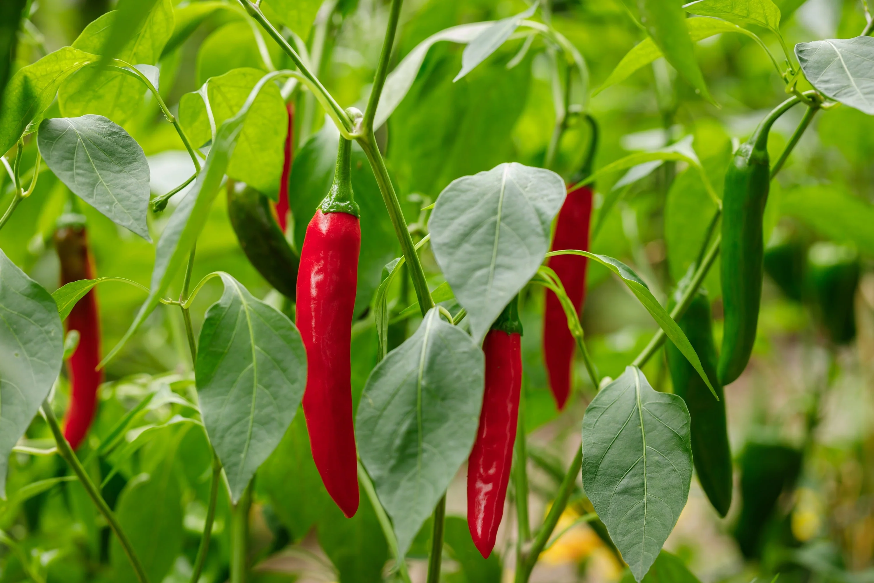 25 Organic KOREAN Dark GREEN PEPPER Lady Han Hot Chili Long Red Capsicum Annuum Seeds - Image 8