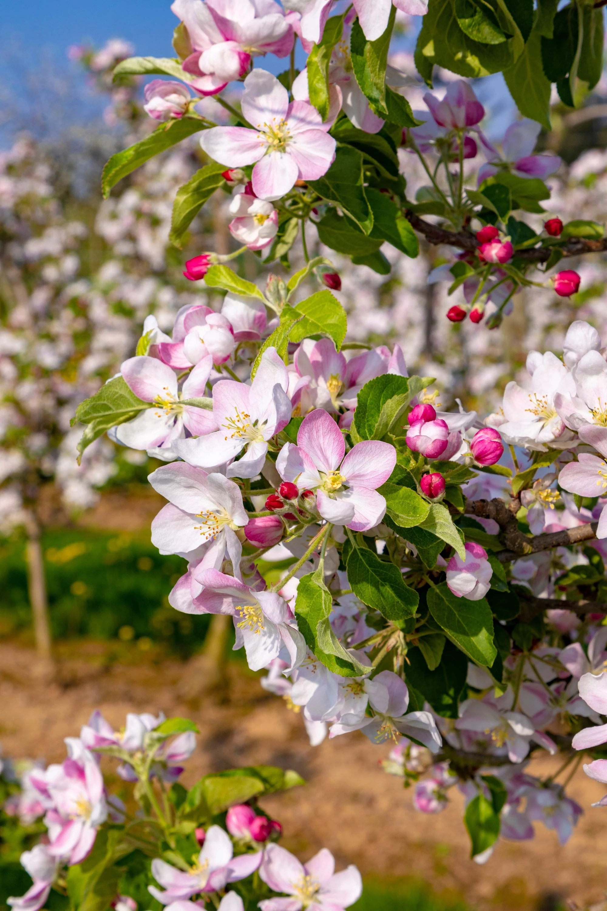 25 PARADISE APPLE Red Delicious Common Malus Pumila Domestica Fruit Tree Seeds - Image 10
