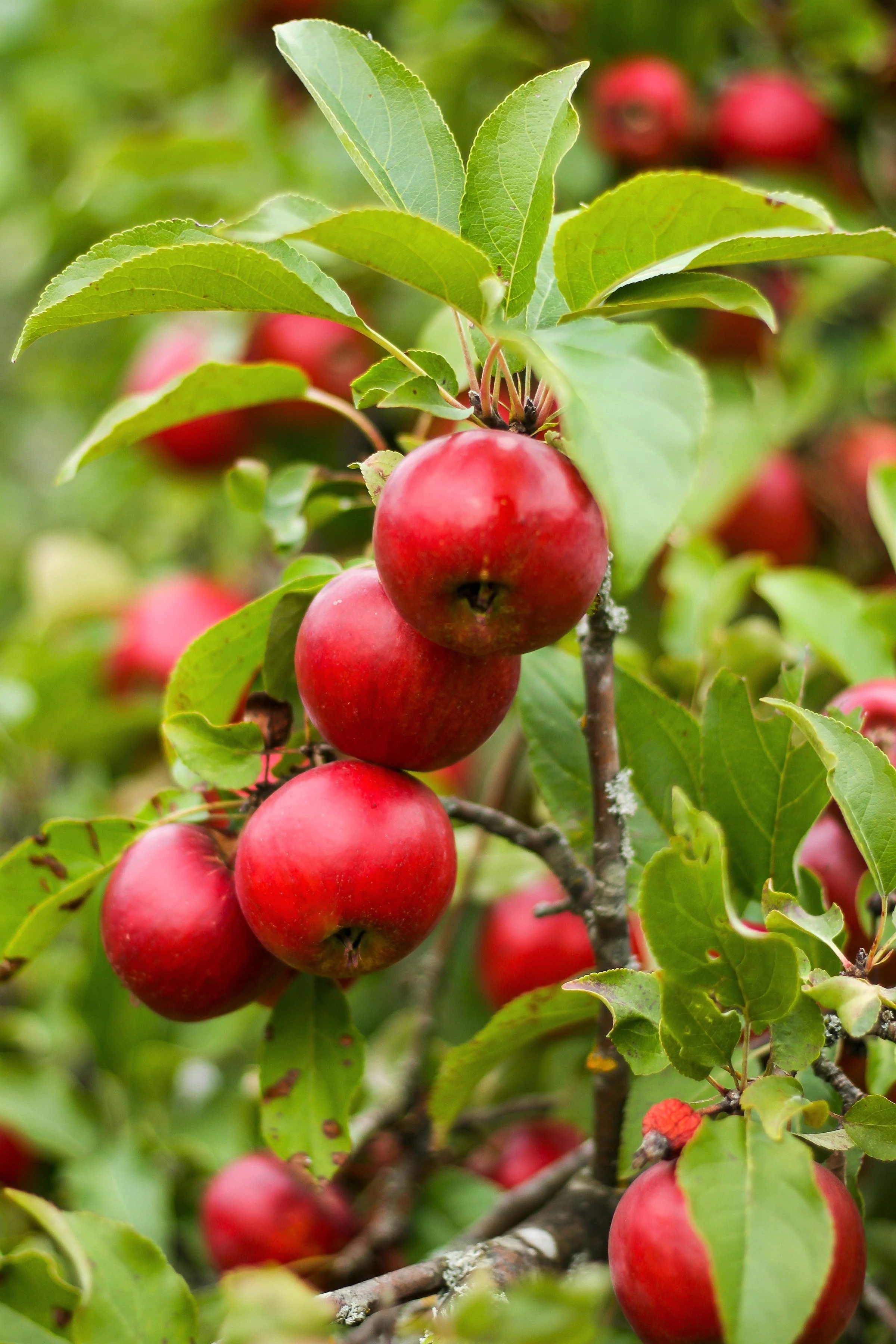 25 PARADISE APPLE Red Delicious Common Malus Pumila Domestica Fruit Tree Seeds - Image 11