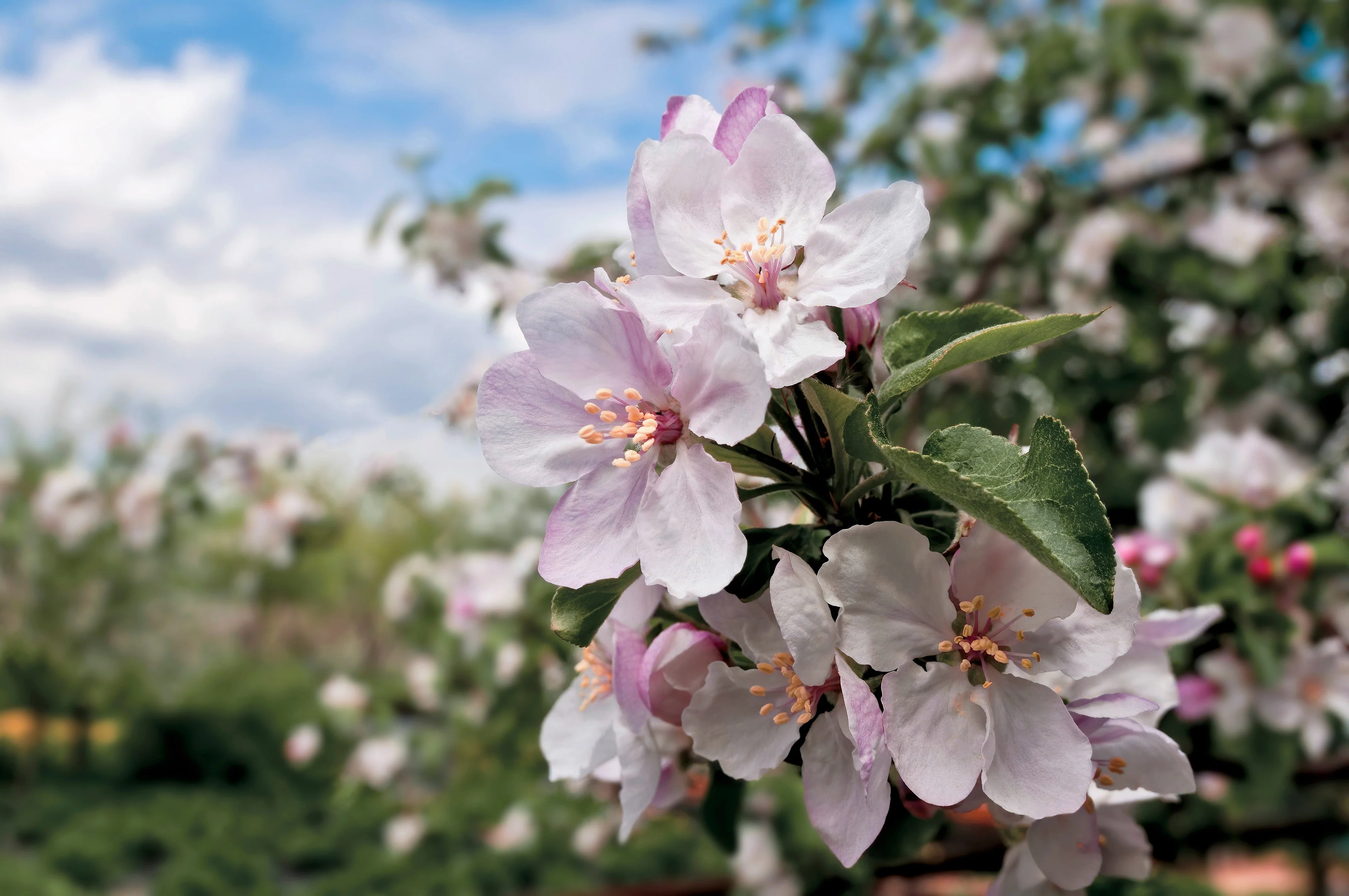 25 PARADISE APPLE Red Delicious Common Malus Pumila Domestica Fruit Tree Seeds - Image 2