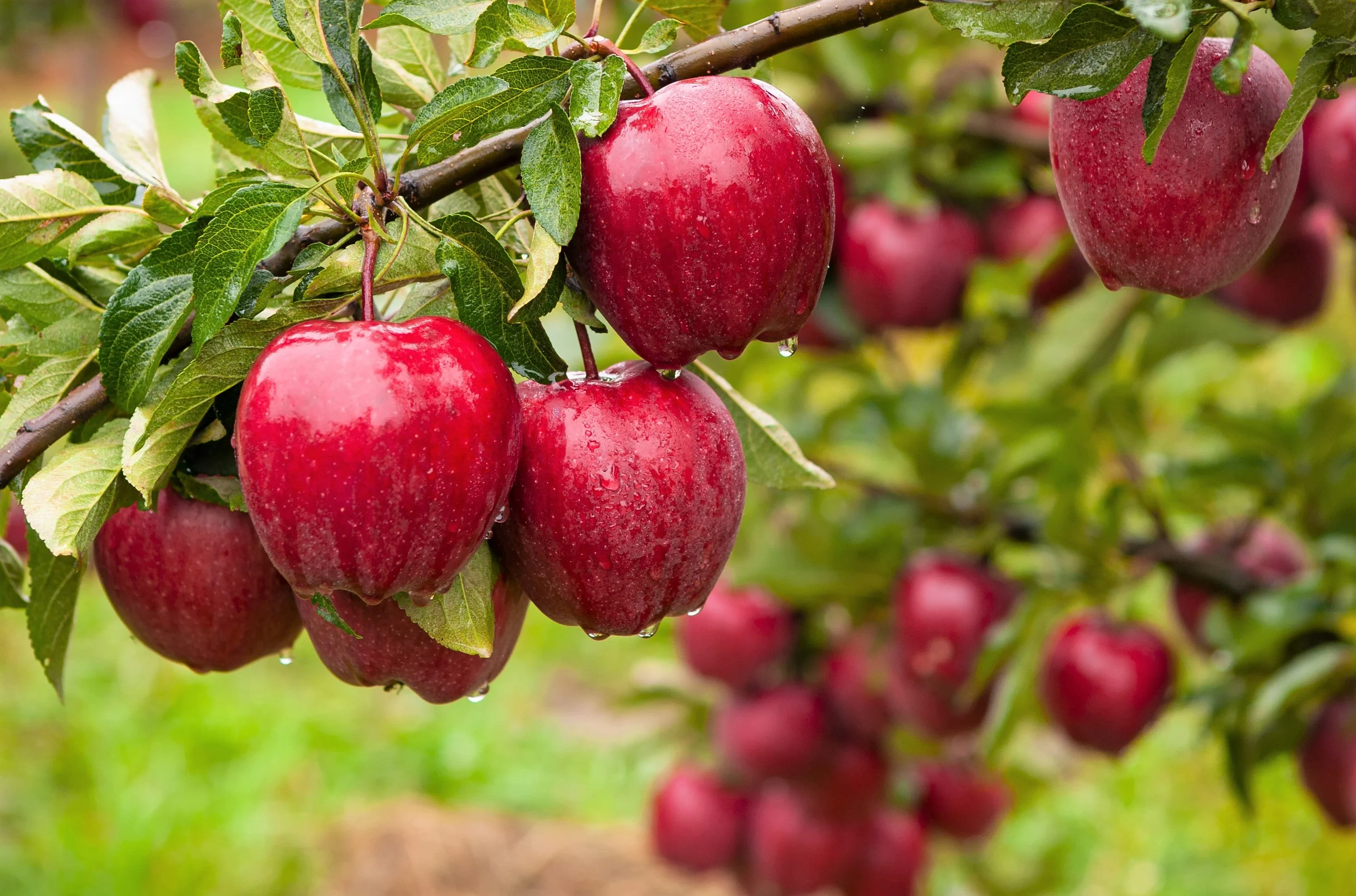25 PARADISE APPLE Red Delicious Common Malus Pumila Domestica Fruit Tree Seeds - Image 3