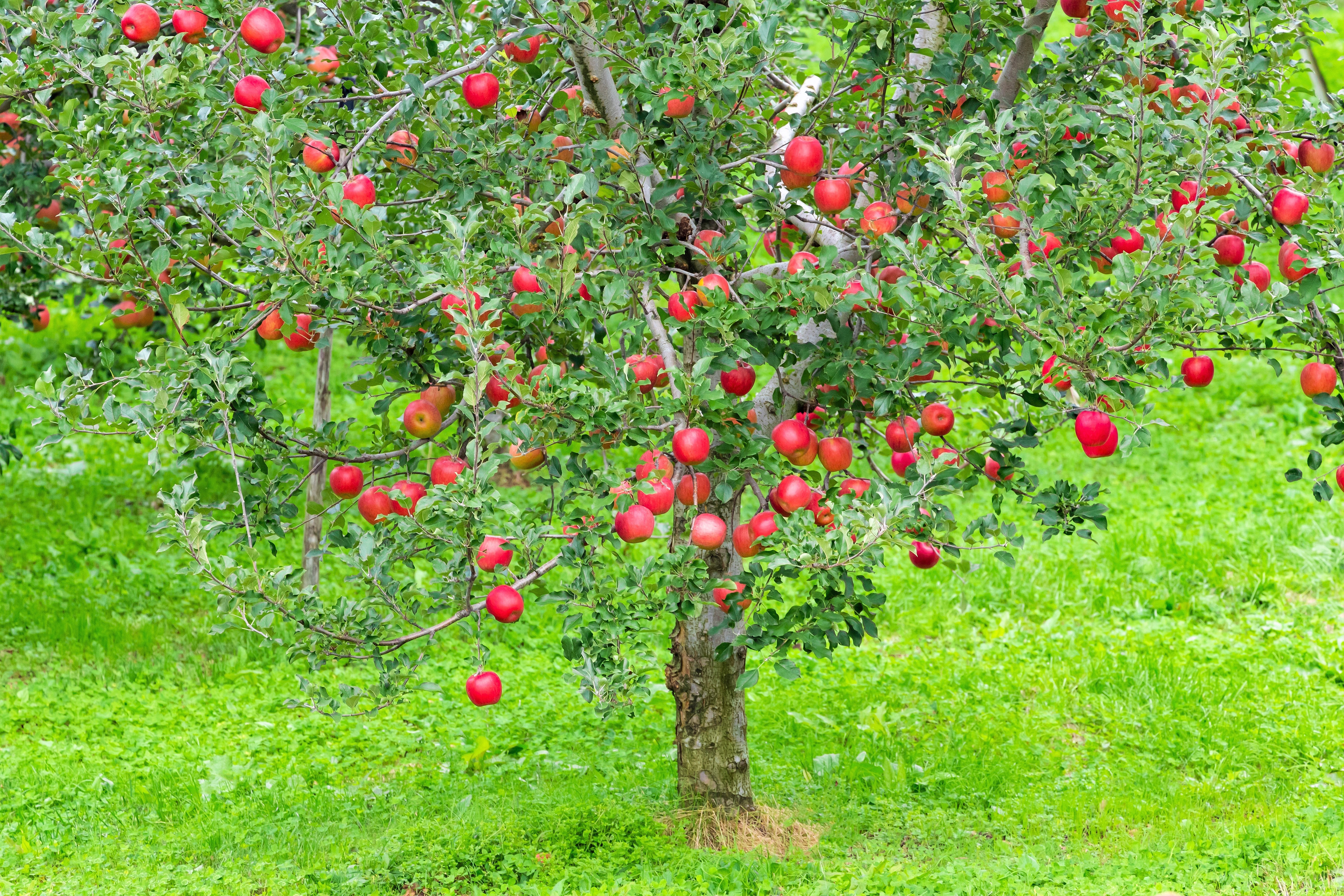 25 PARADISE APPLE Red Delicious Common Malus Pumila Domestica Fruit Tree Seeds - Image 5