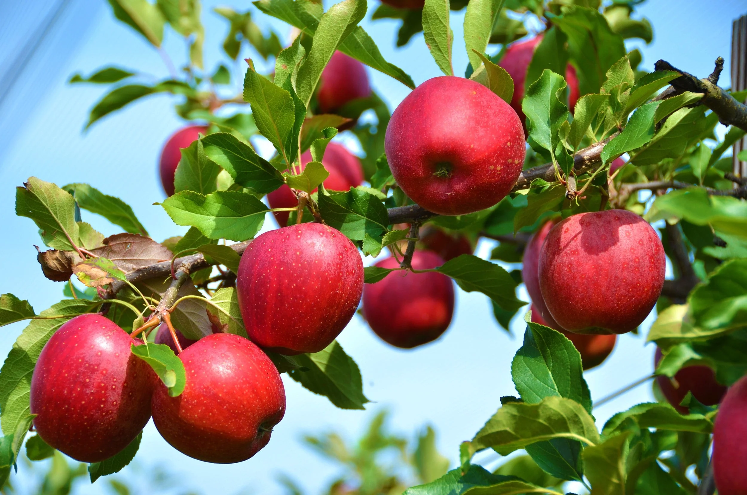 25 PARADISE APPLE Red Delicious Common Malus Pumila Domestica Fruit Tree Seeds - Image 6