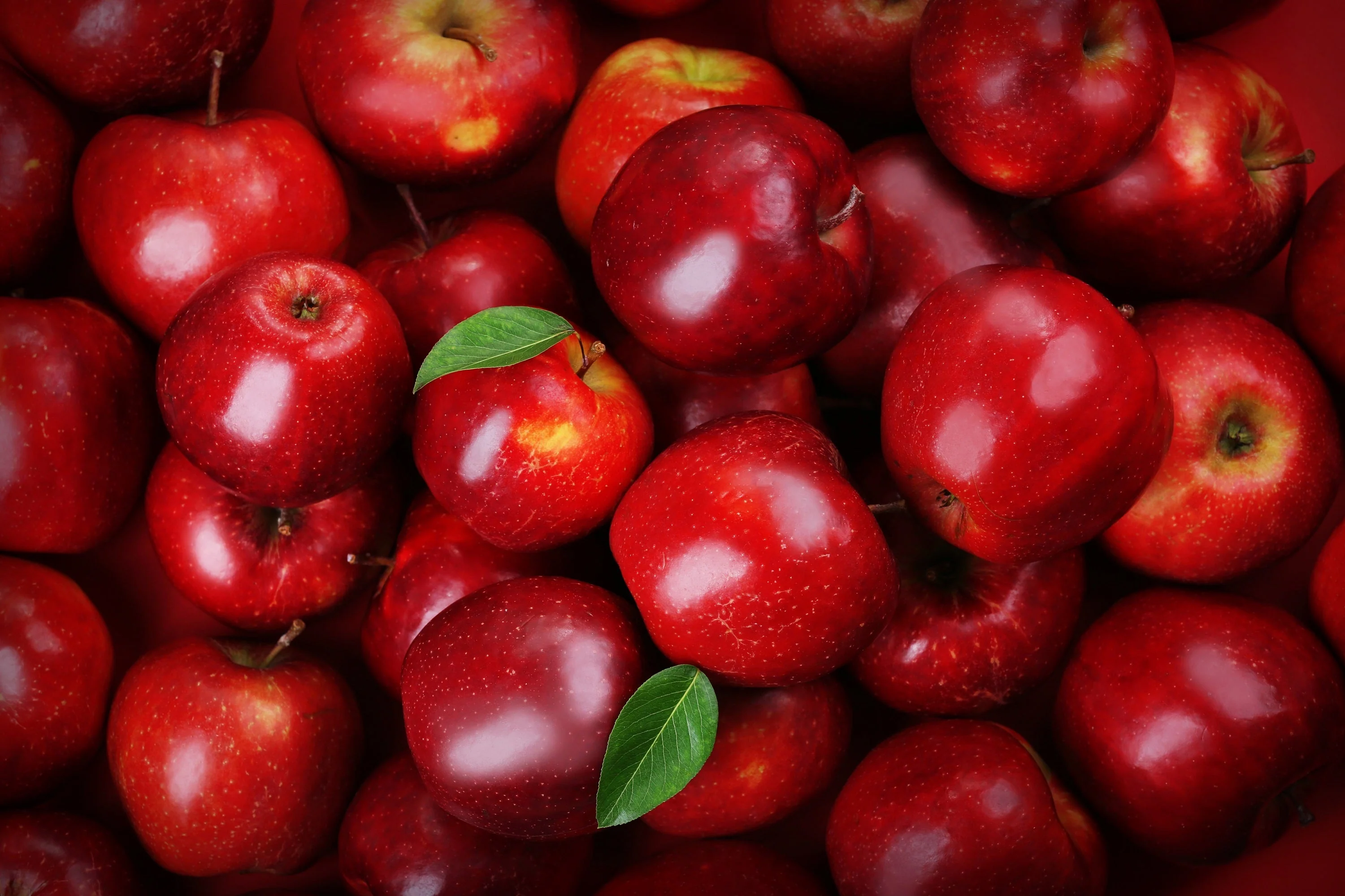 25 PARADISE APPLE Red Delicious Common Malus Pumila Domestica Fruit Tree Seeds - Image 8