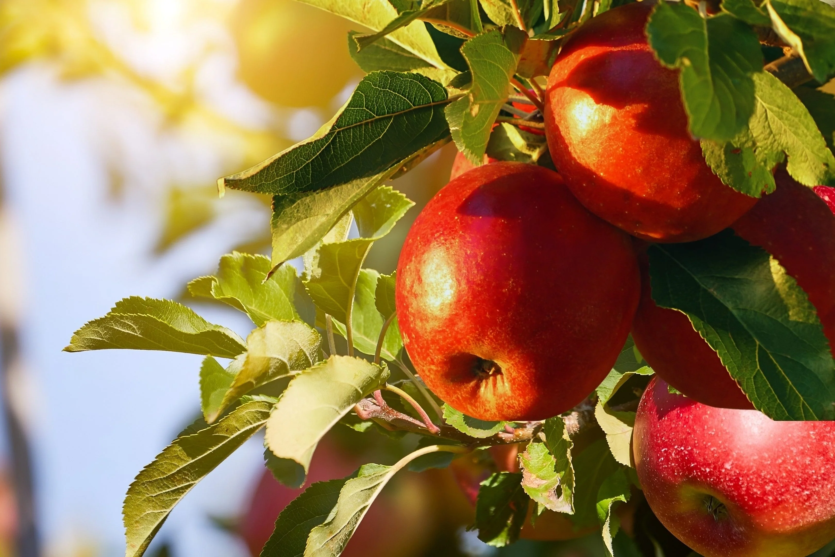 25 PARADISE APPLE Red Delicious Common Malus Pumila Domestica Fruit Tree Seeds - Image 9