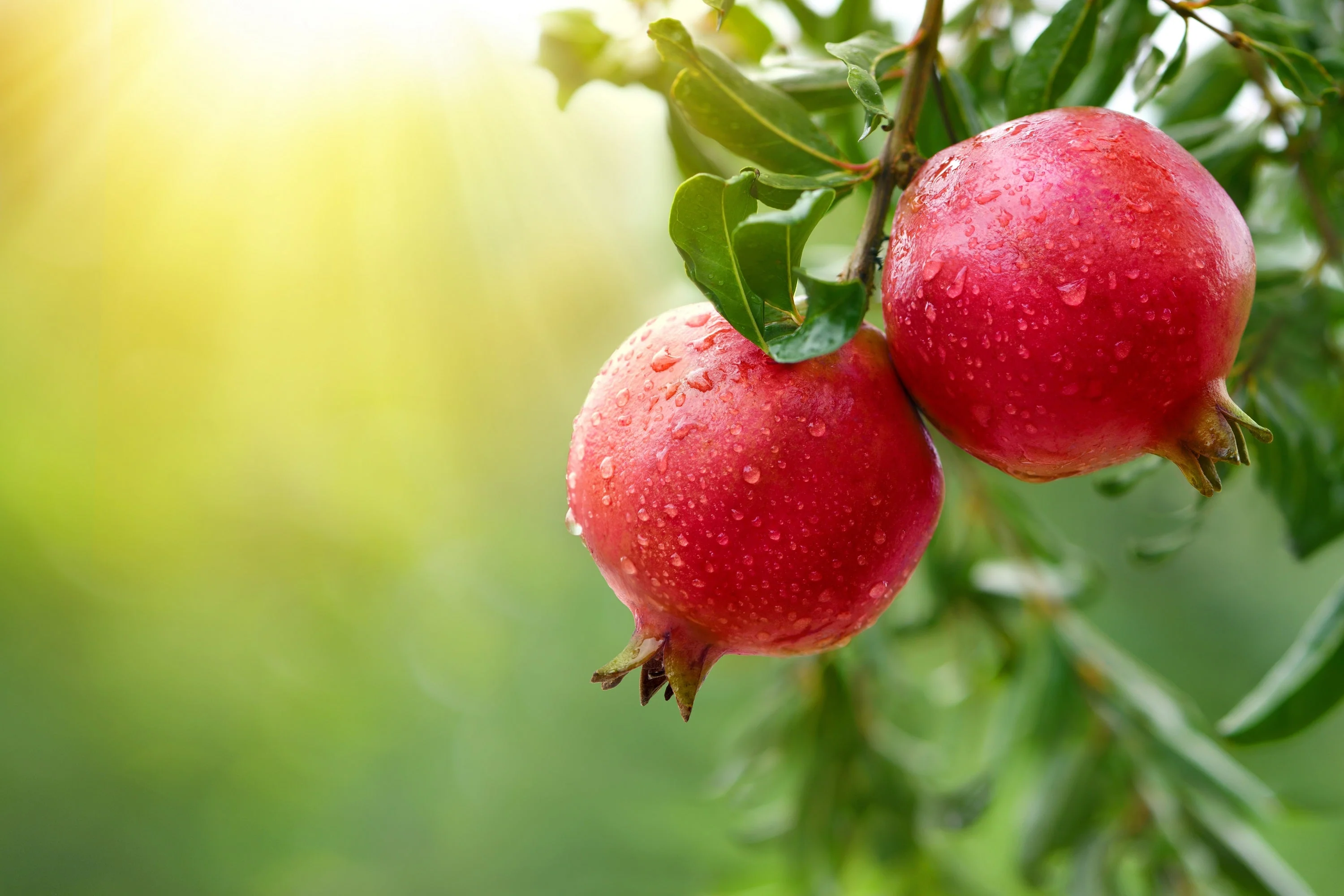 25 POMEGRANATE TREE Punica Granatum Red Fruit Seeds - Image 11