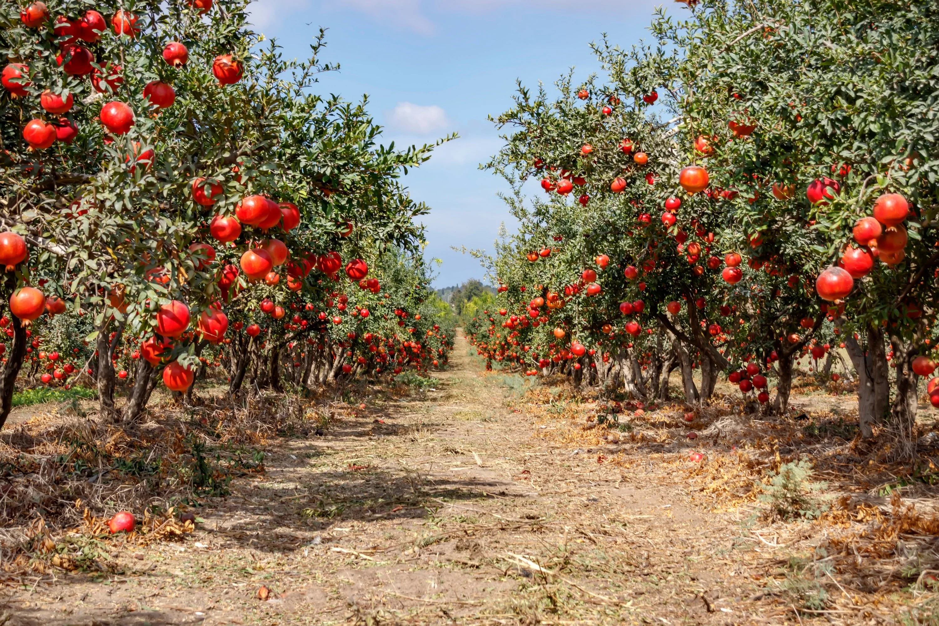 25 POMEGRANATE TREE Punica Granatum Red Fruit Seeds - Image 13