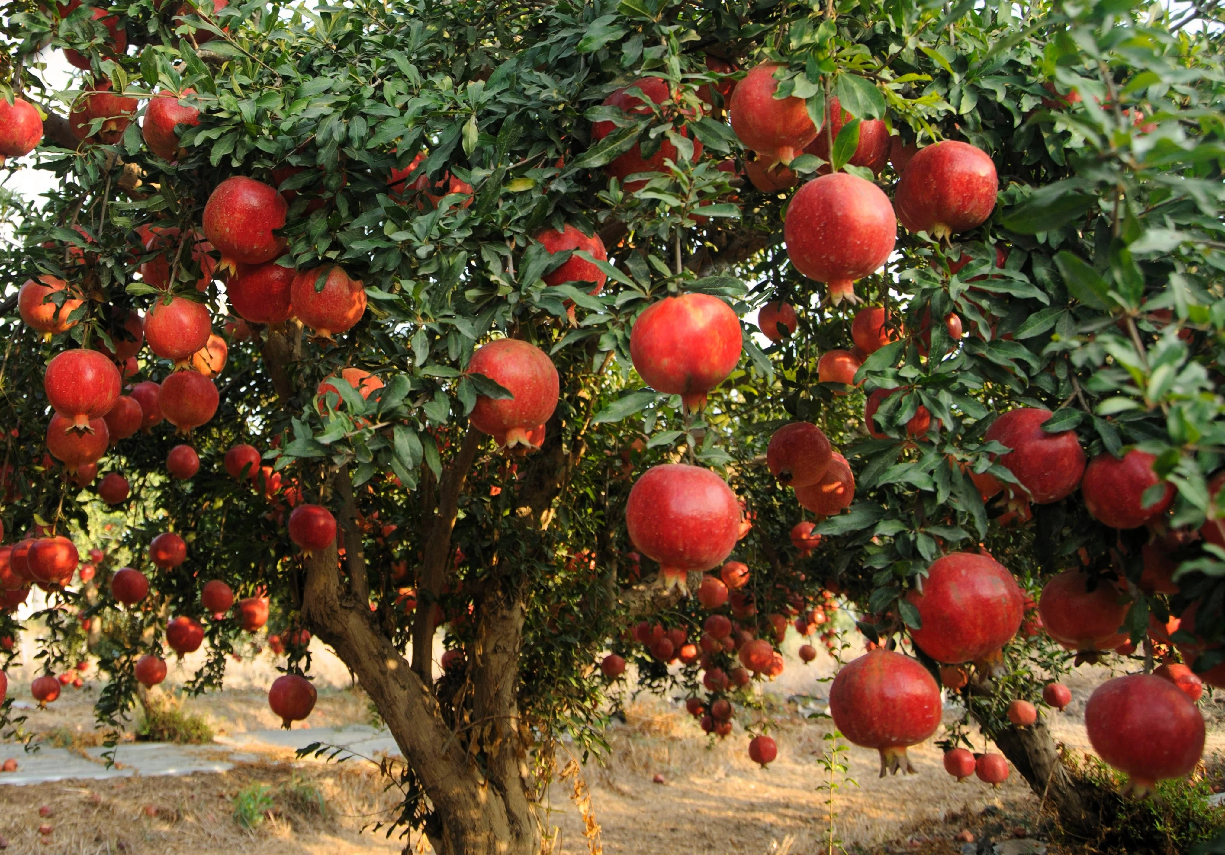 25 POMEGRANATE TREE Punica Granatum Red Fruit Seeds - Image 2