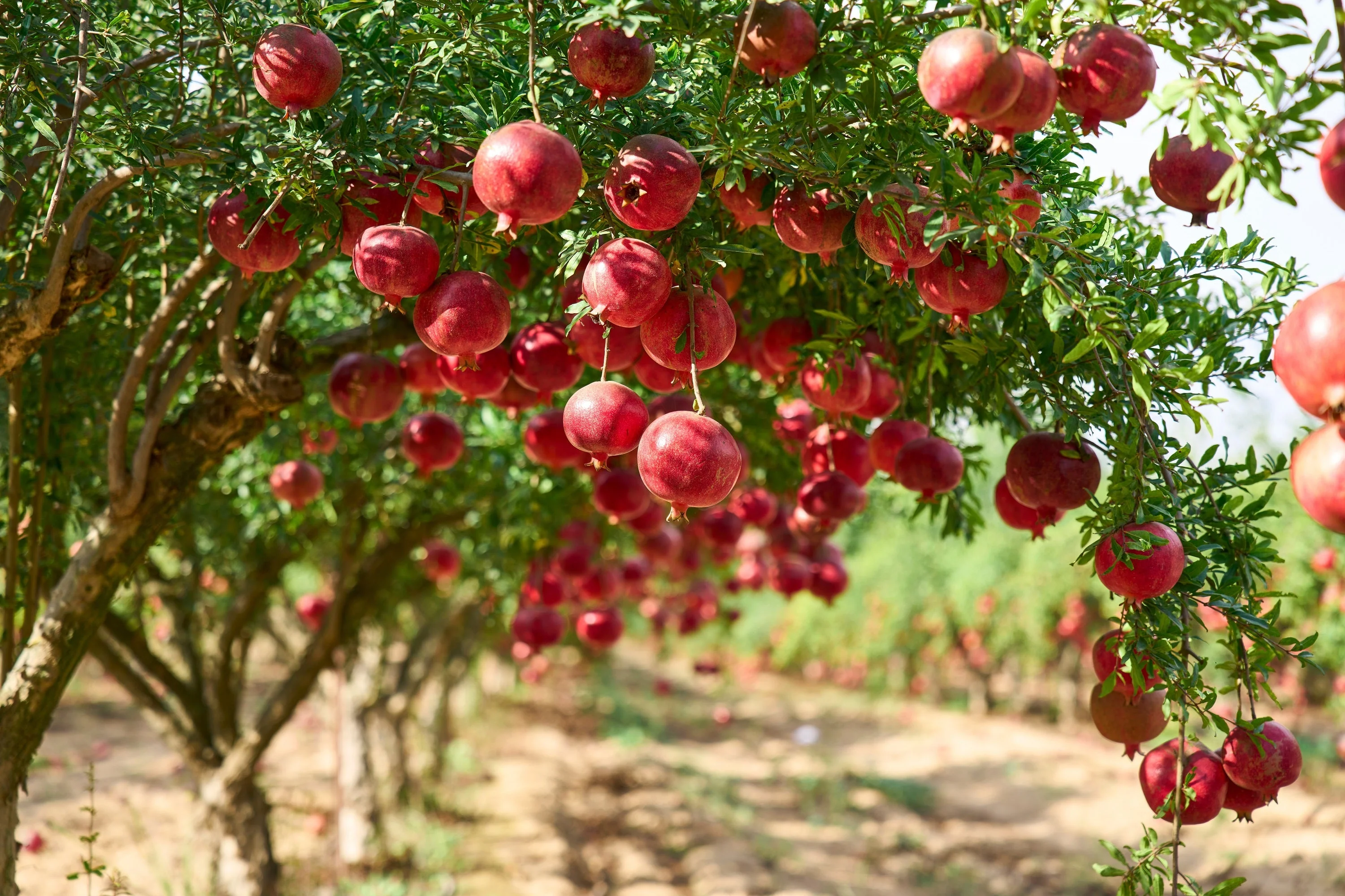 25 POMEGRANATE TREE Punica Granatum Red Fruit Seeds - Image 3