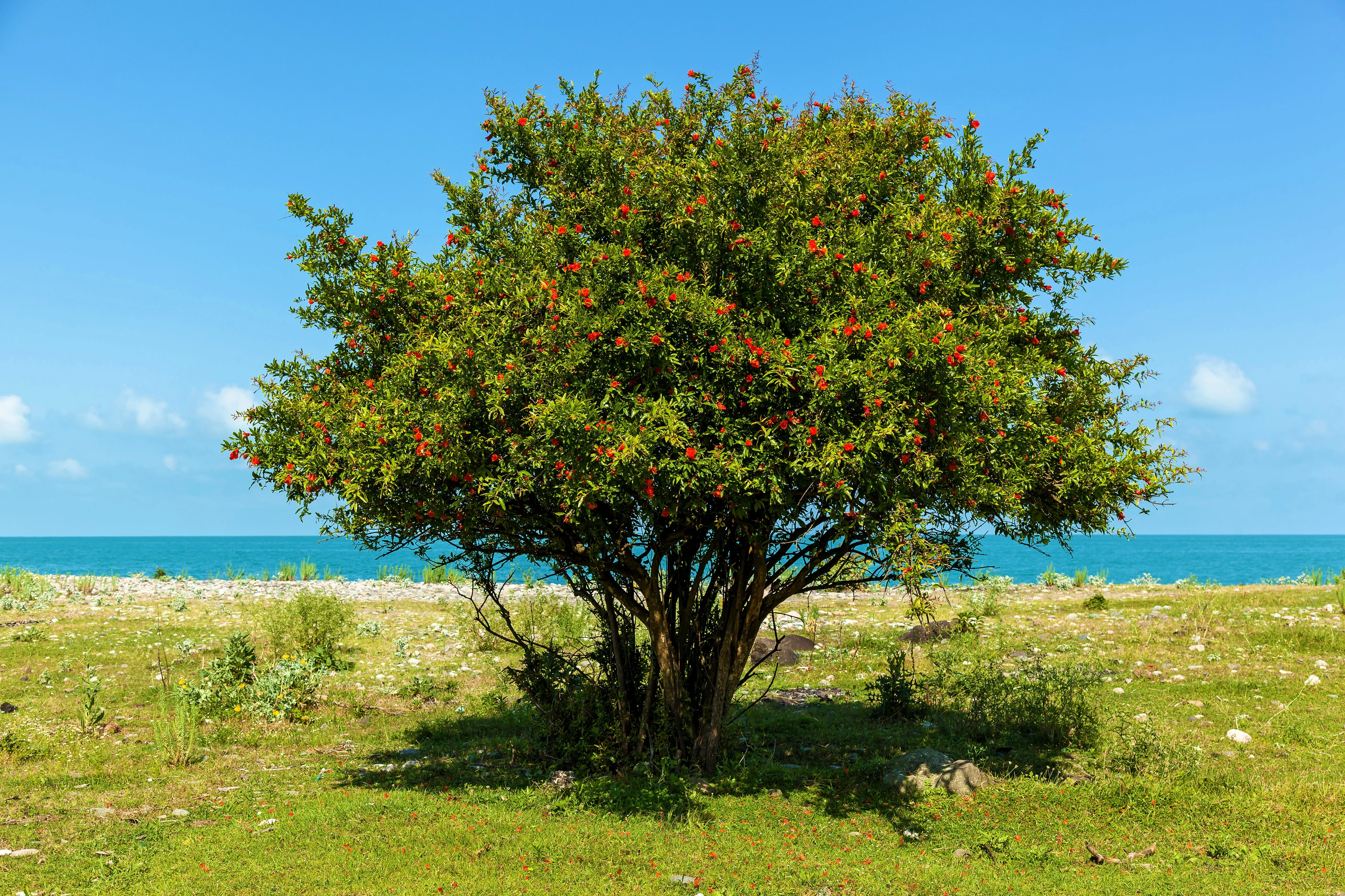25 POMEGRANATE TREE Punica Granatum Red Fruit Seeds - Image 4