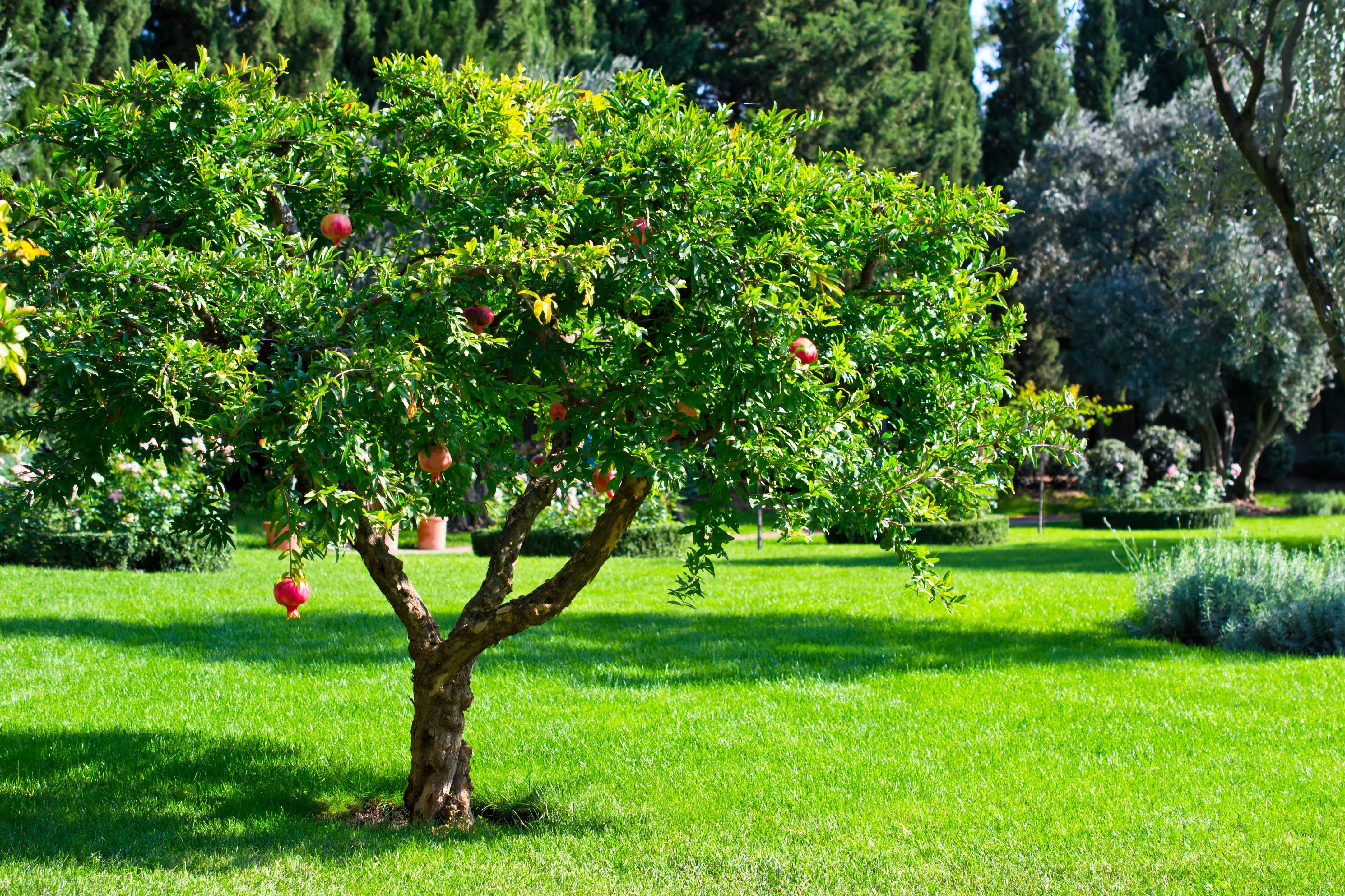 25 POMEGRANATE TREE Punica Granatum Red Fruit Seeds - Image 5