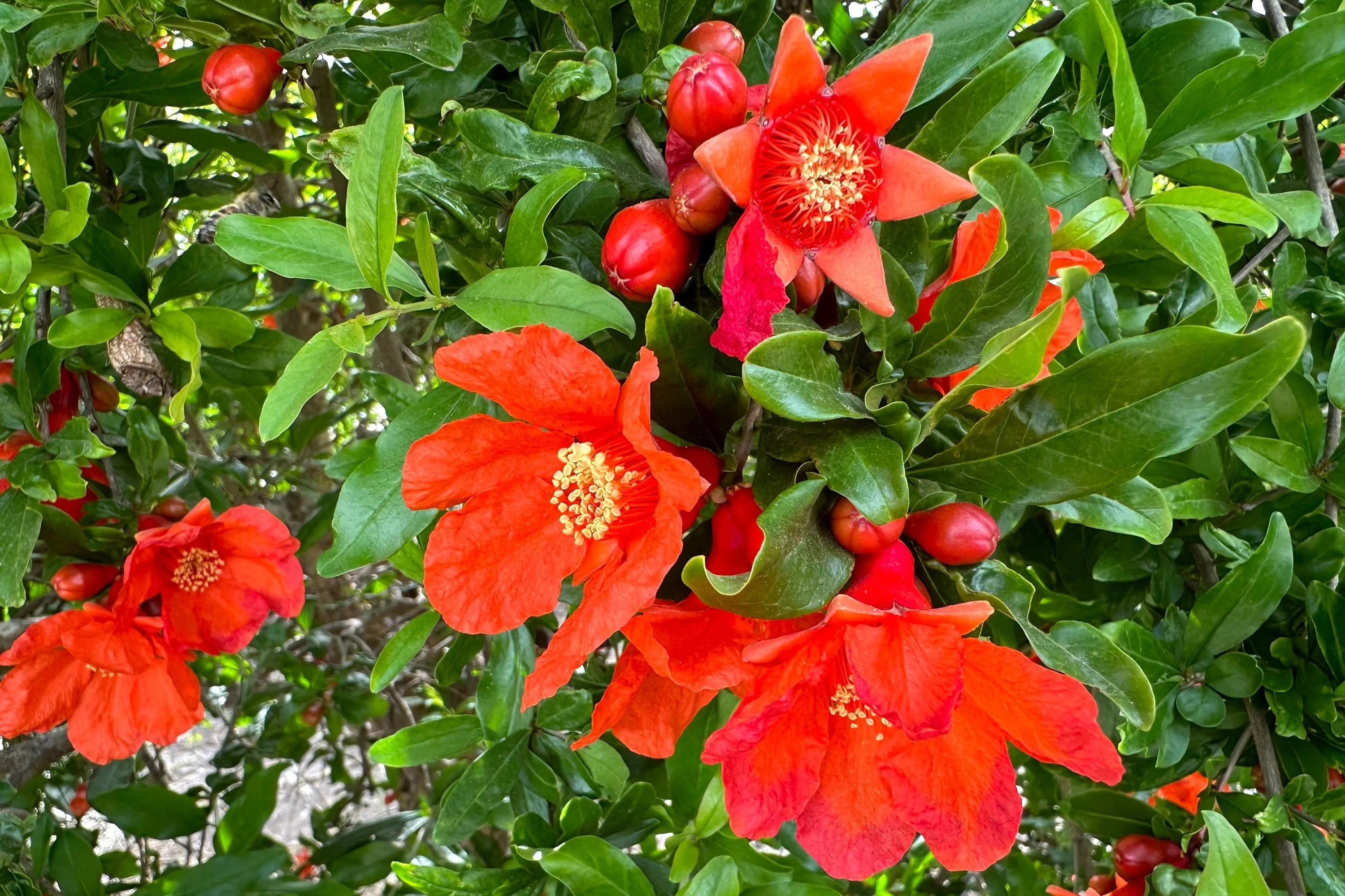 25 POMEGRANATE TREE Punica Granatum Red Fruit Seeds - Image 6