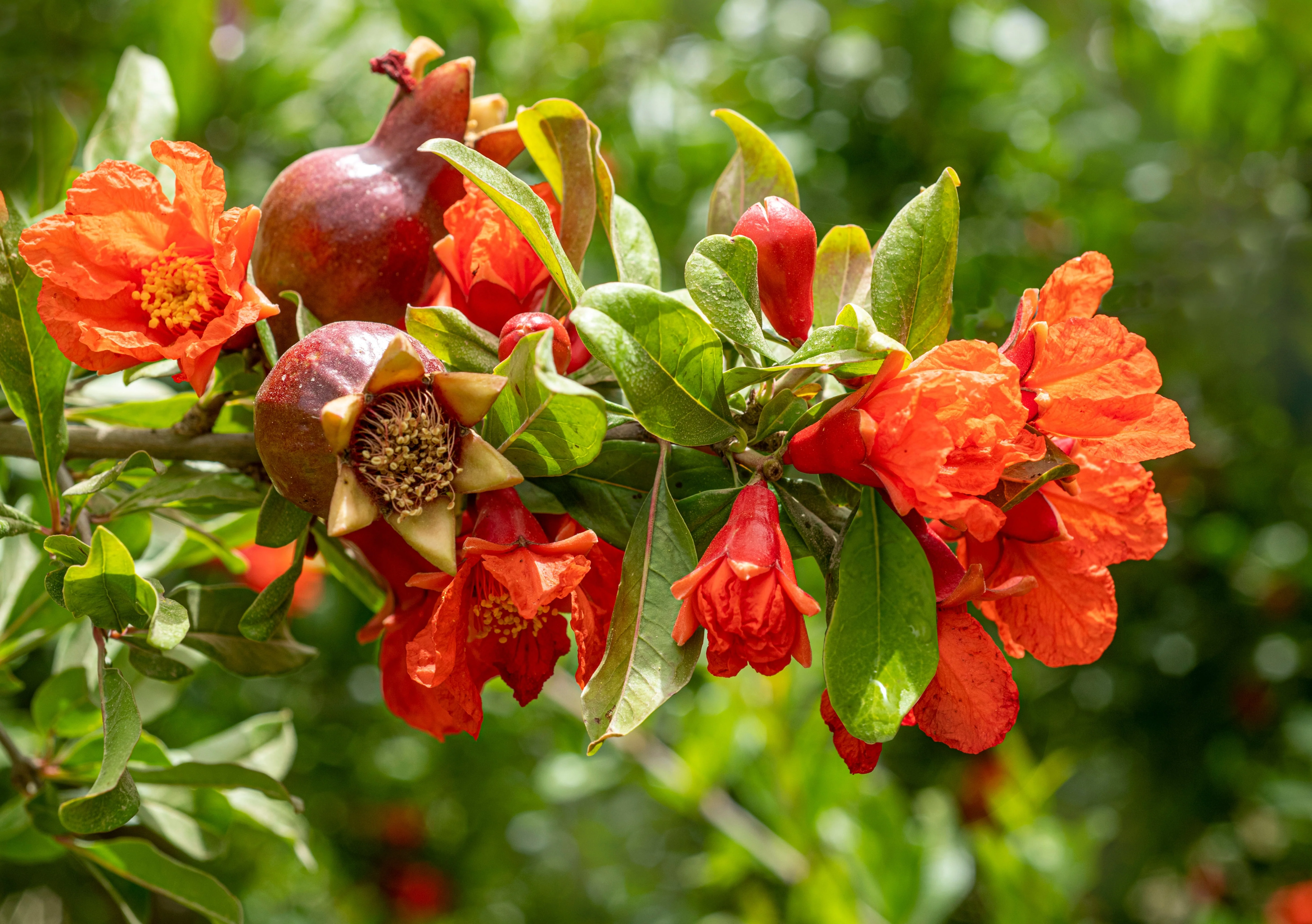 25 POMEGRANATE TREE Punica Granatum Red Fruit Seeds - Image 7