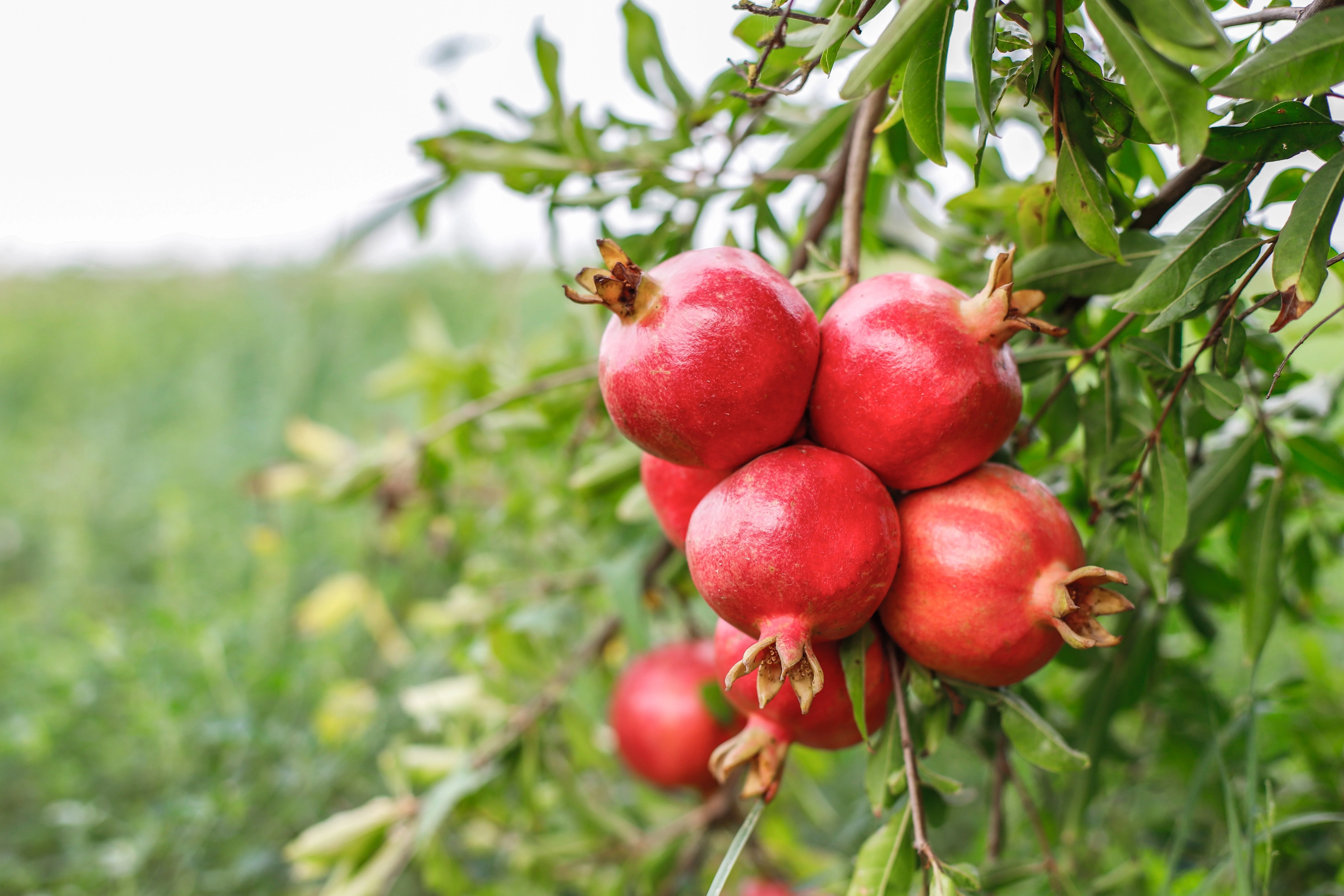 25 POMEGRANATE TREE Punica Granatum Red Fruit Seeds - Image 9