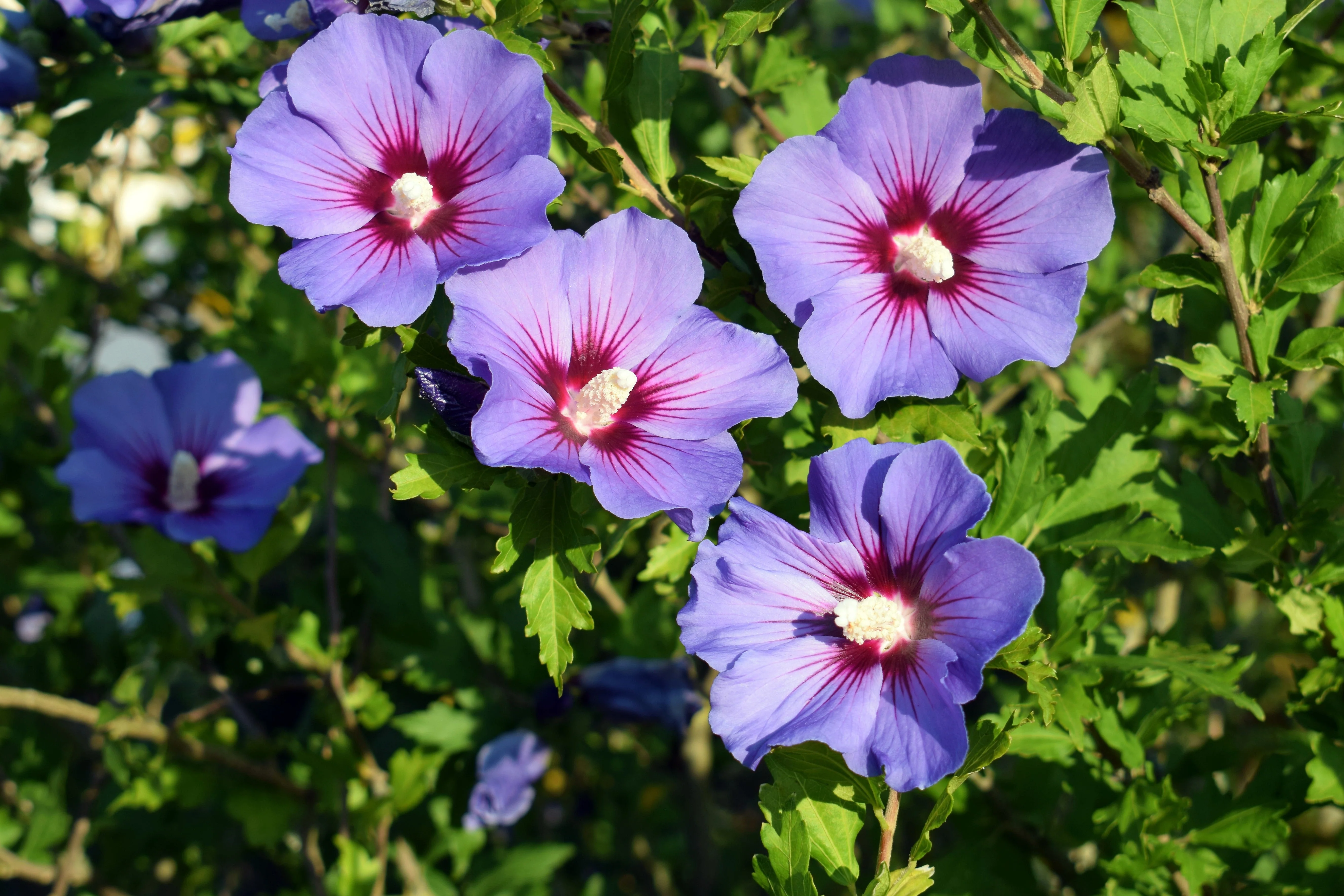 25 Purple ROSE Of SHARON HIBISCUS Syriacus Flower Tree Bush Seeds - Image 2