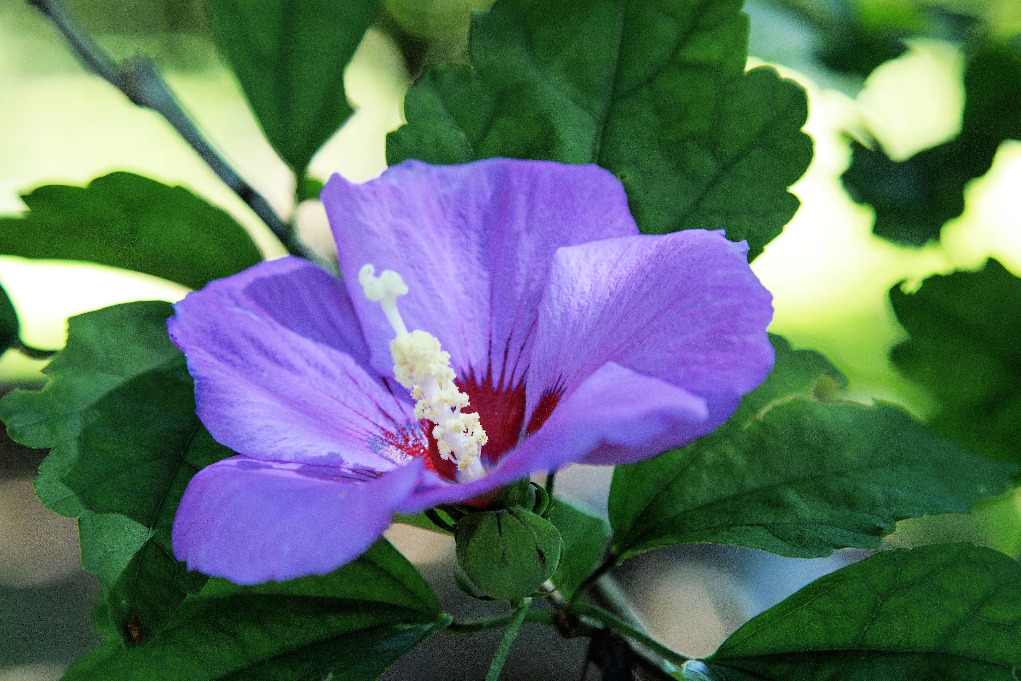 25 Purple ROSE Of SHARON HIBISCUS Syriacus Flower Tree Bush Seeds - Image 3