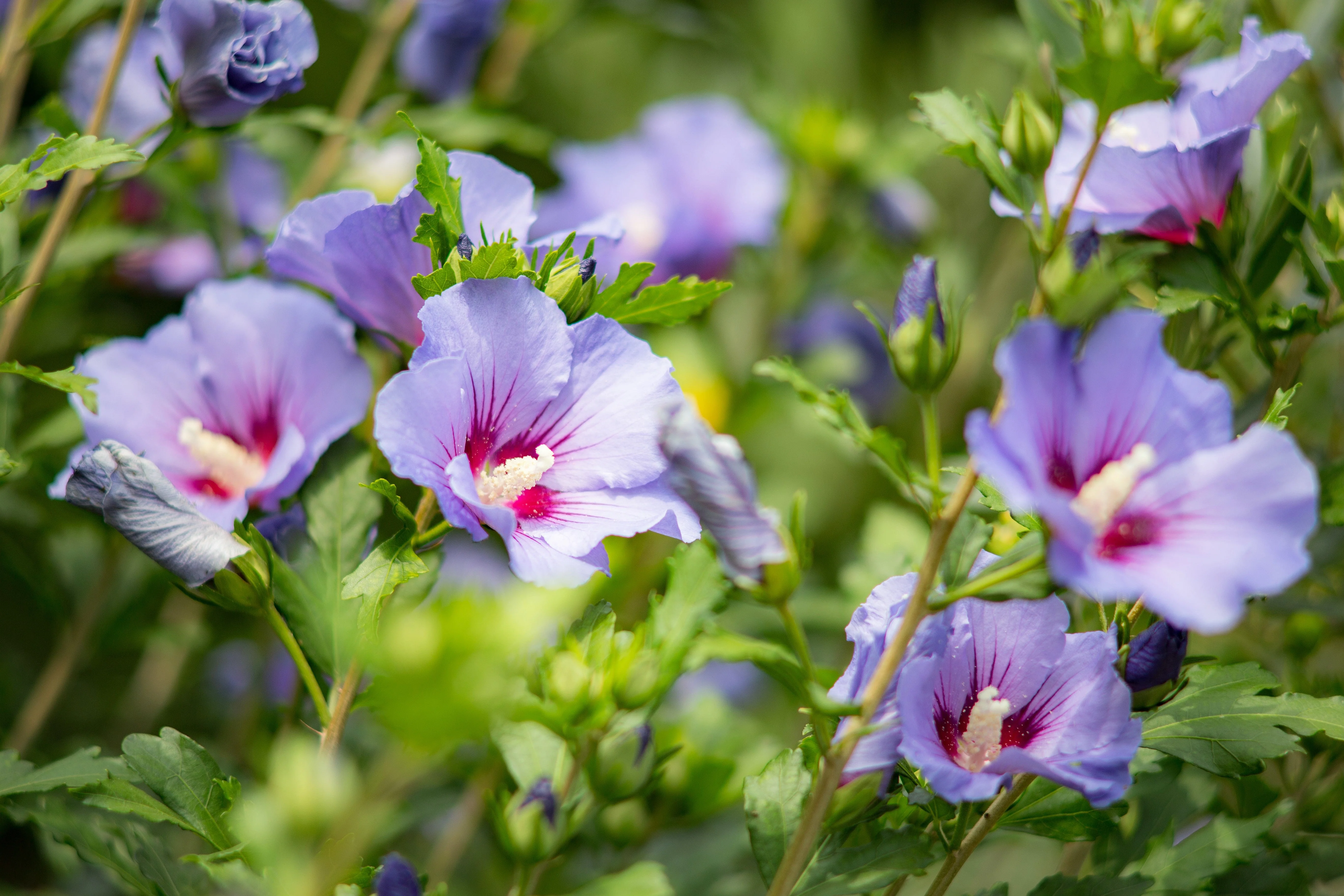 25 Purple ROSE Of SHARON HIBISCUS Syriacus Flower Tree Bush Seeds - Image 4