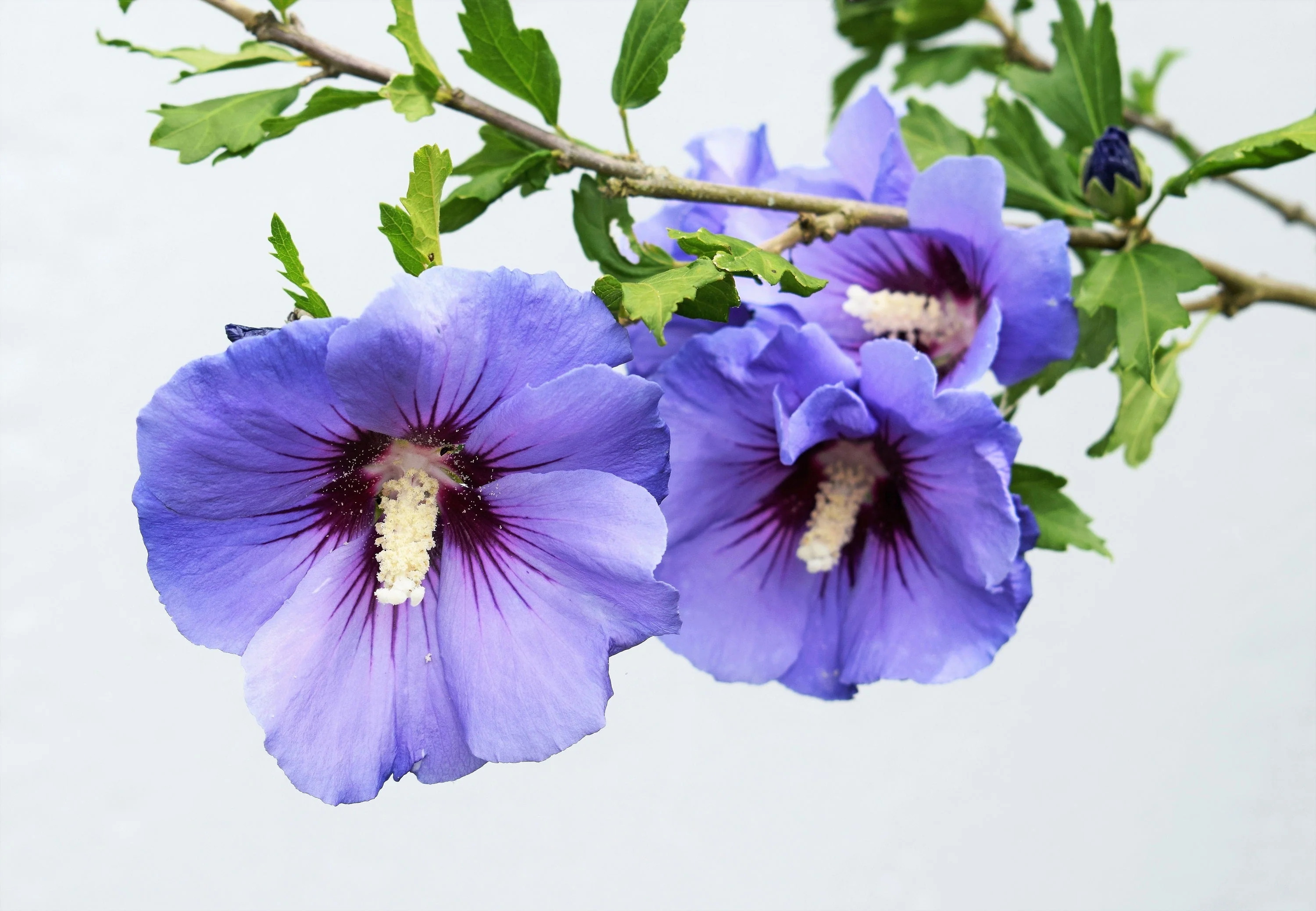 25 Purple ROSE Of SHARON HIBISCUS Syriacus Flower Tree Bush Seeds - Image 5