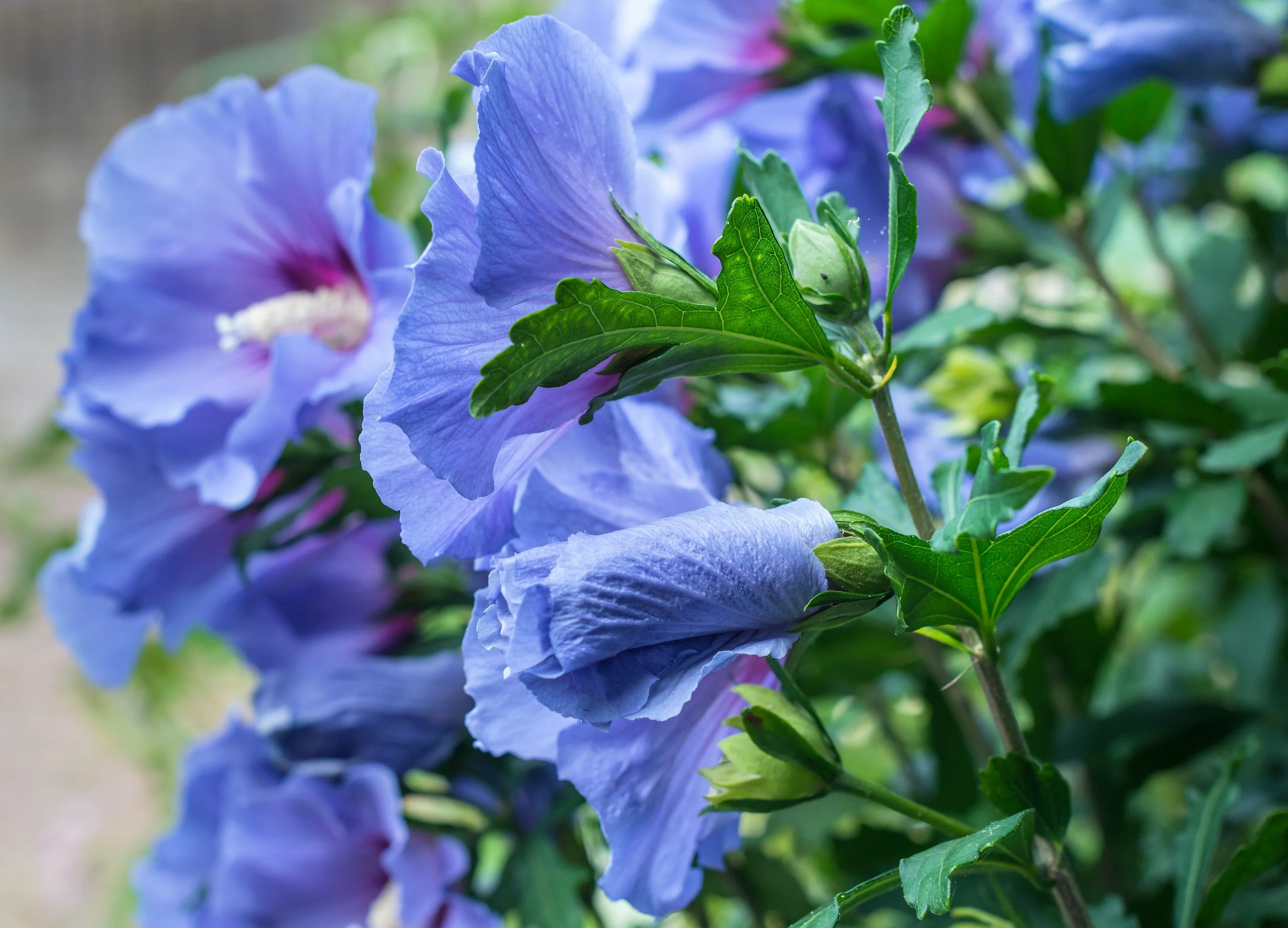 25 Purple ROSE Of SHARON HIBISCUS Syriacus Flower Tree Bush Seeds - Image 6